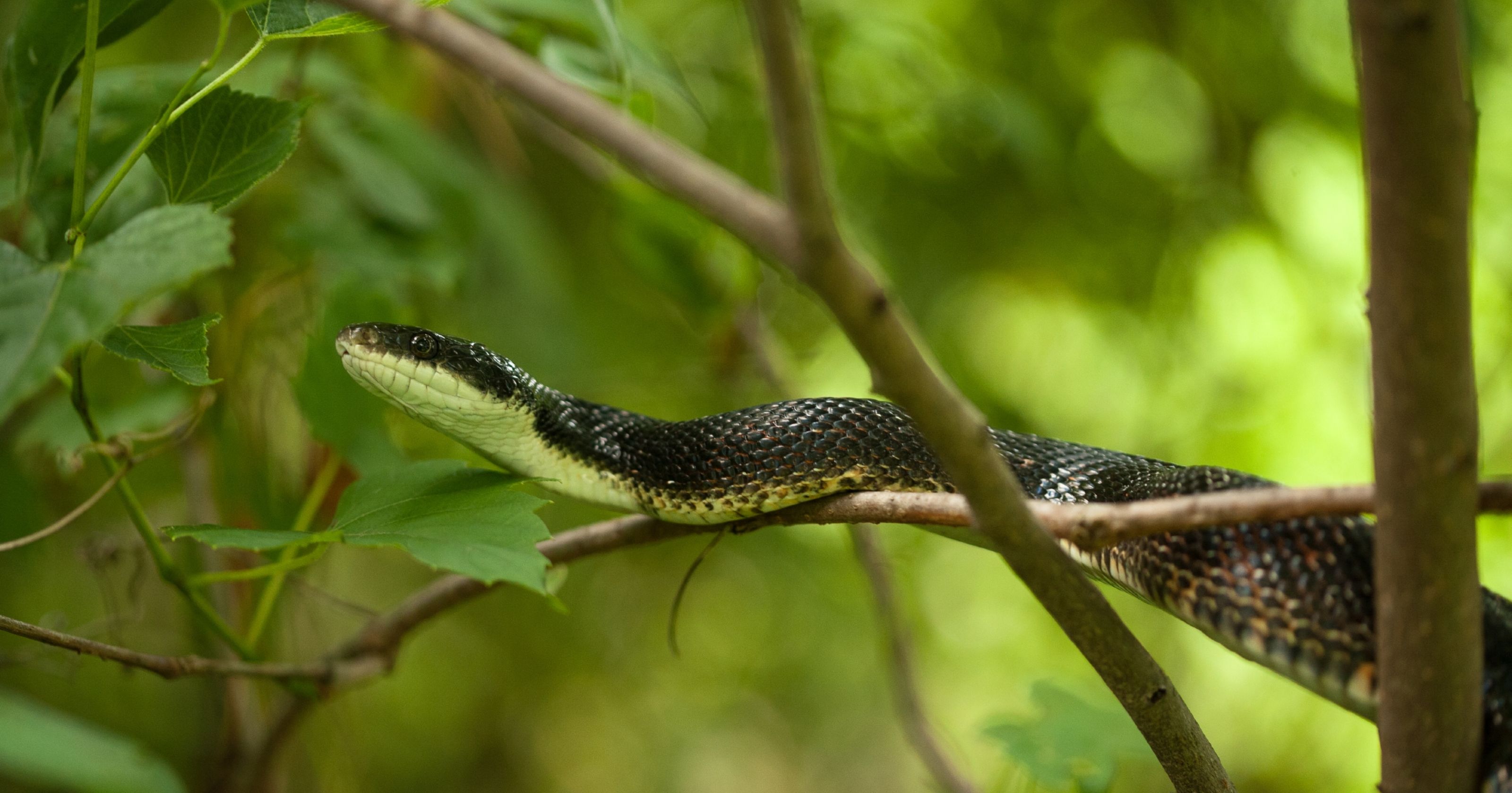 The black ratsnake is a misunderstood and targeted creature