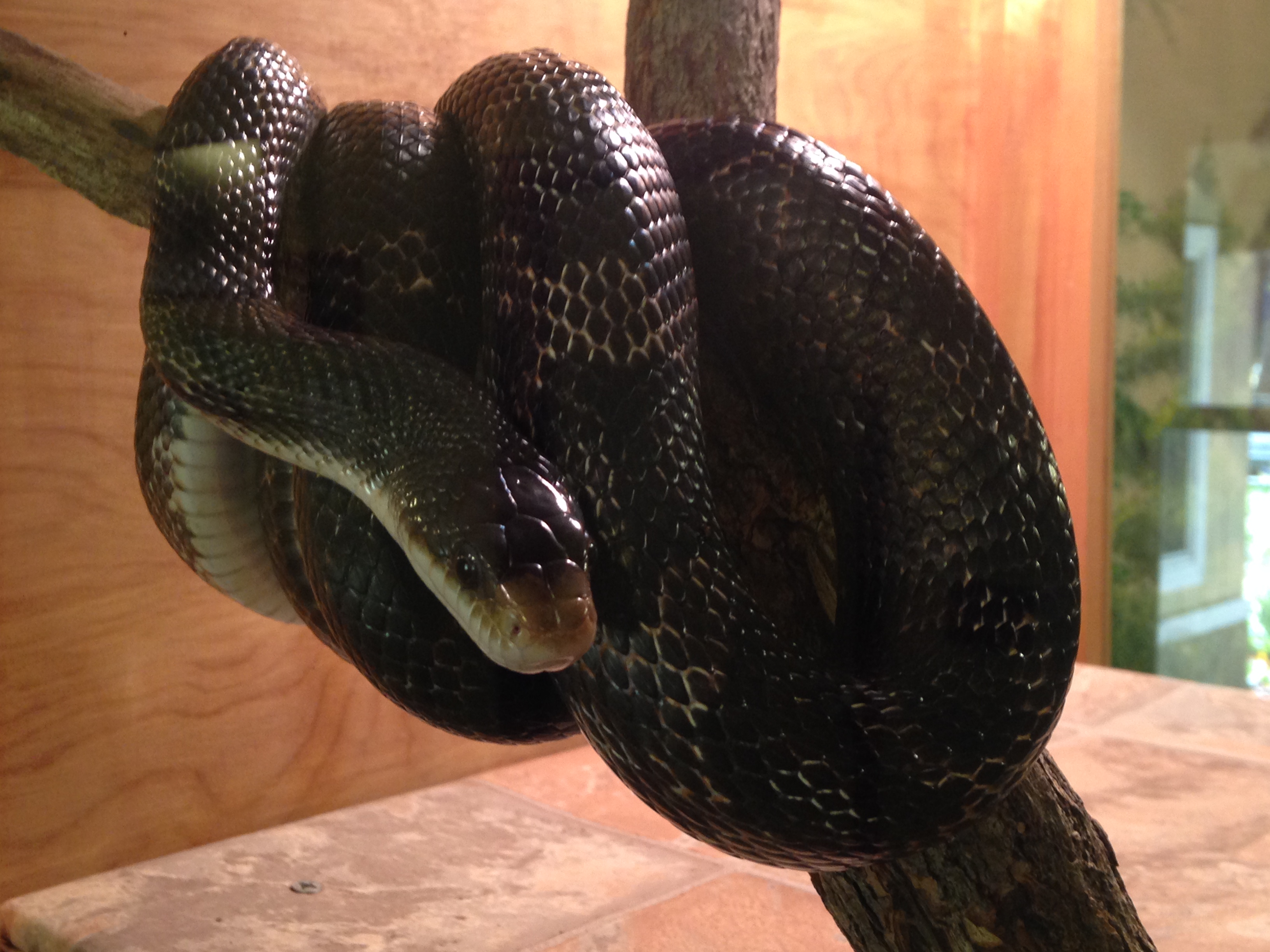 Black Rat Snake – Sarett Nature Center