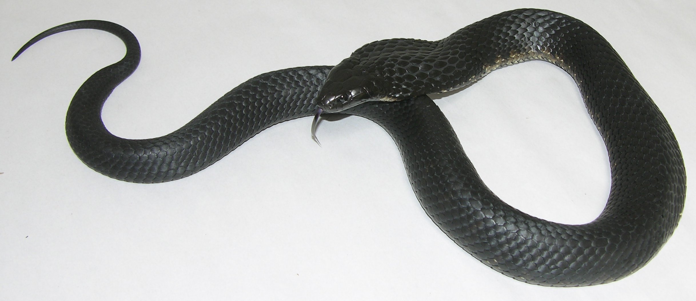 Dangerous Snakes of the Lakes Area and Fleurieu Peninsula | The ...