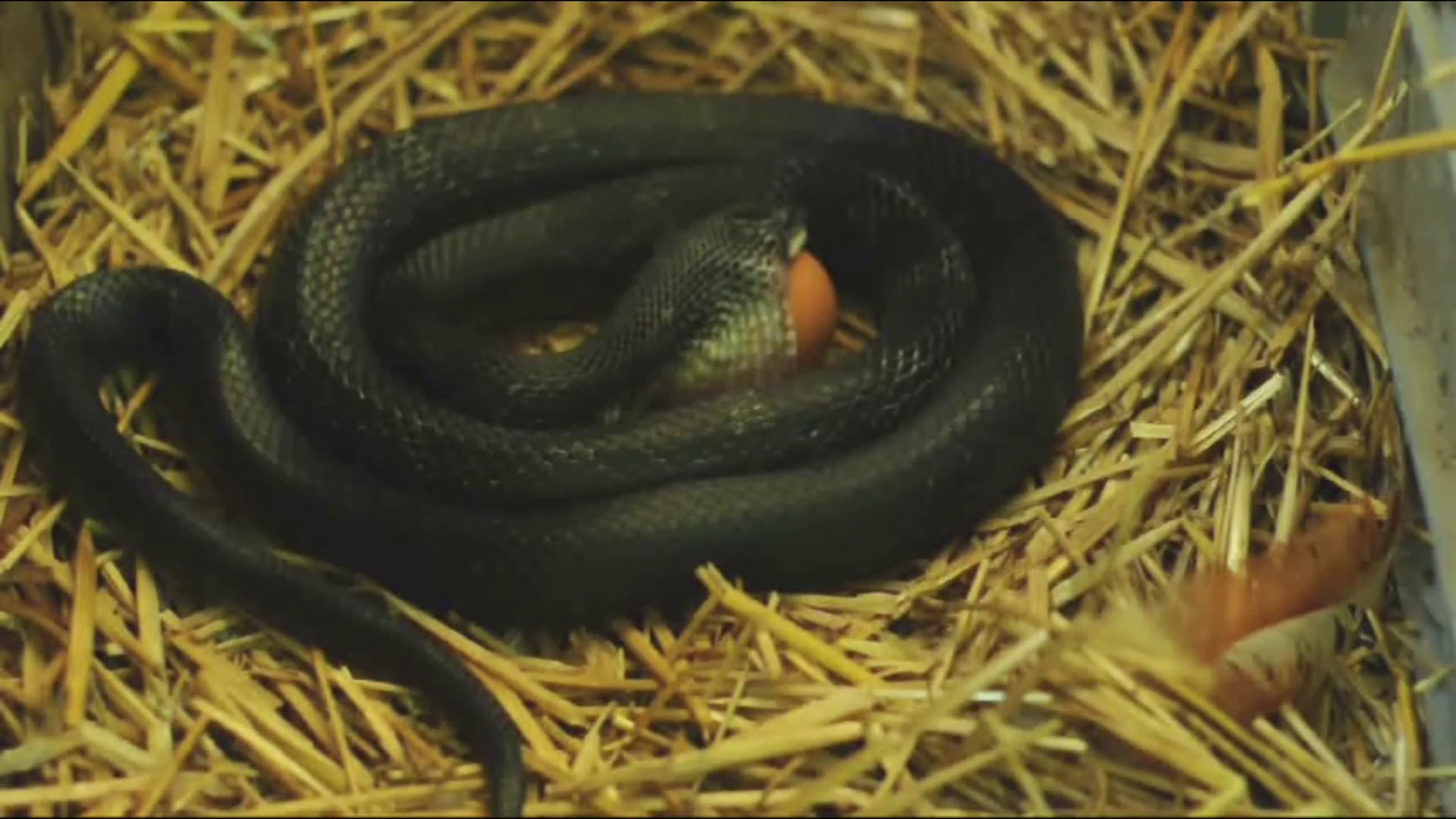 Black Snake Eating Egg 010 Stock Video Footage - Videoblocks