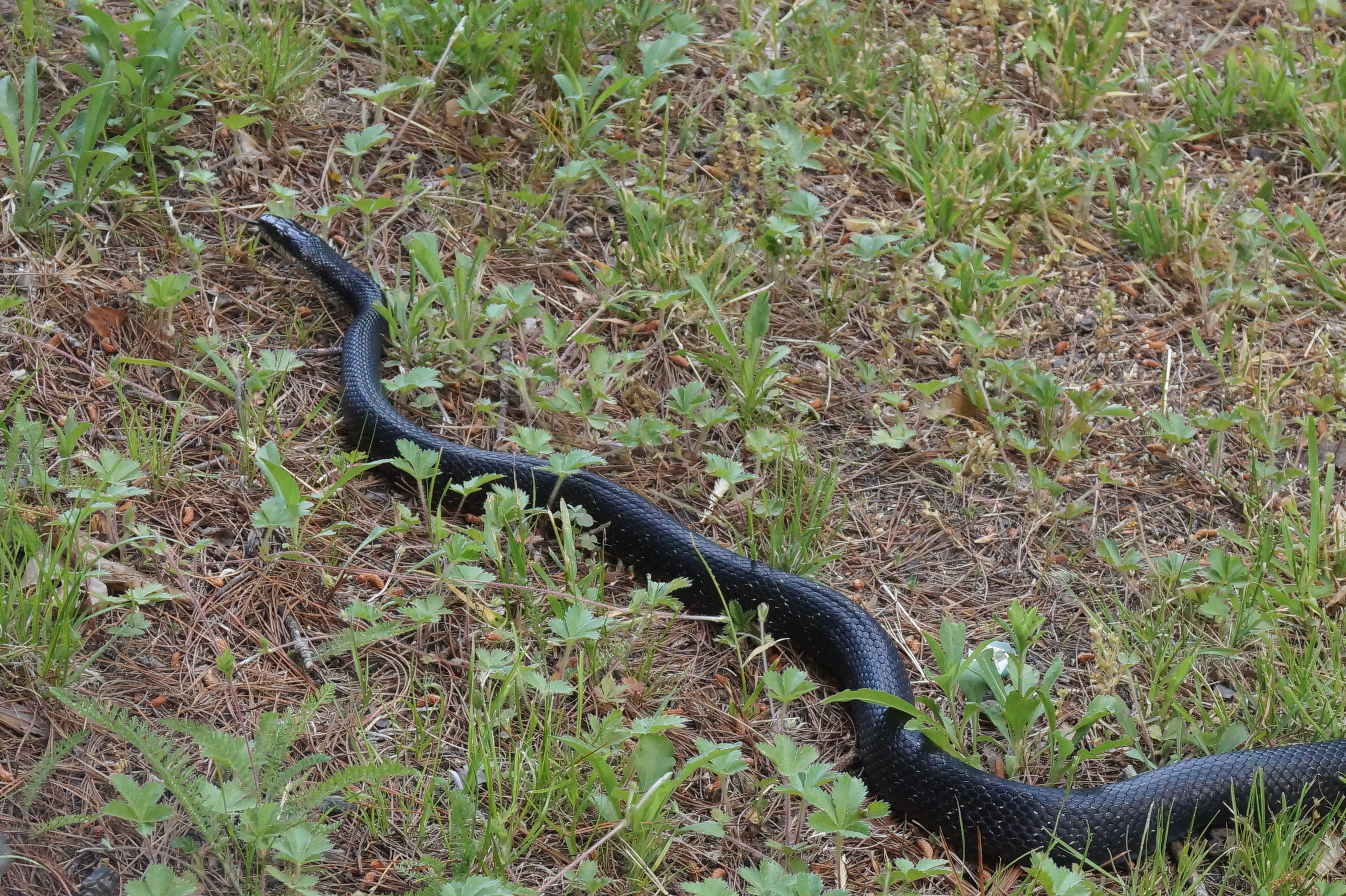 black snake. Eastern ratsnake | Natural History