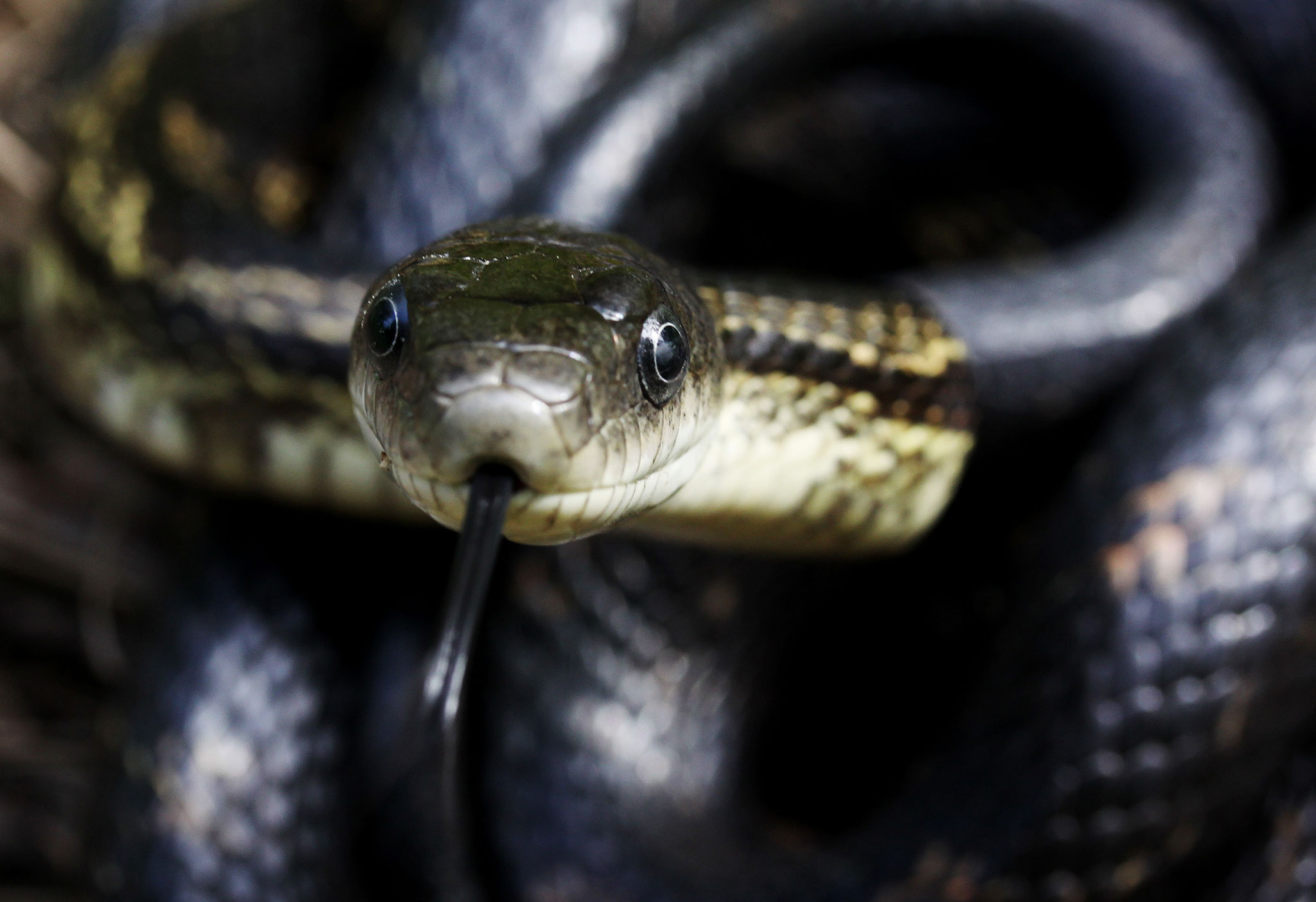 Snakes Infest House in Maryland—How Did It Happen?