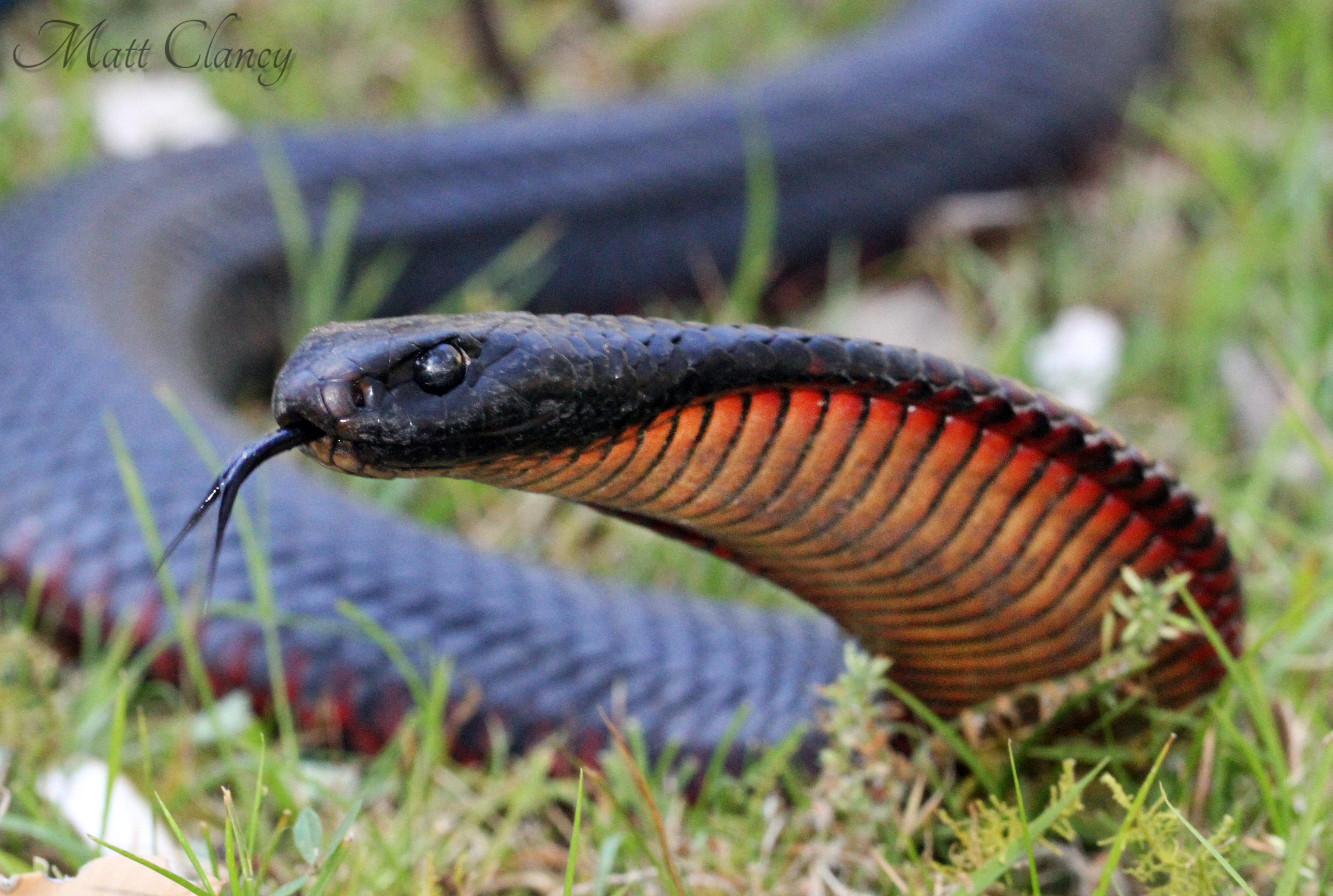 File:Red-bellied Black Snake (Pseudechis porphyriacus) (8397137495 ...