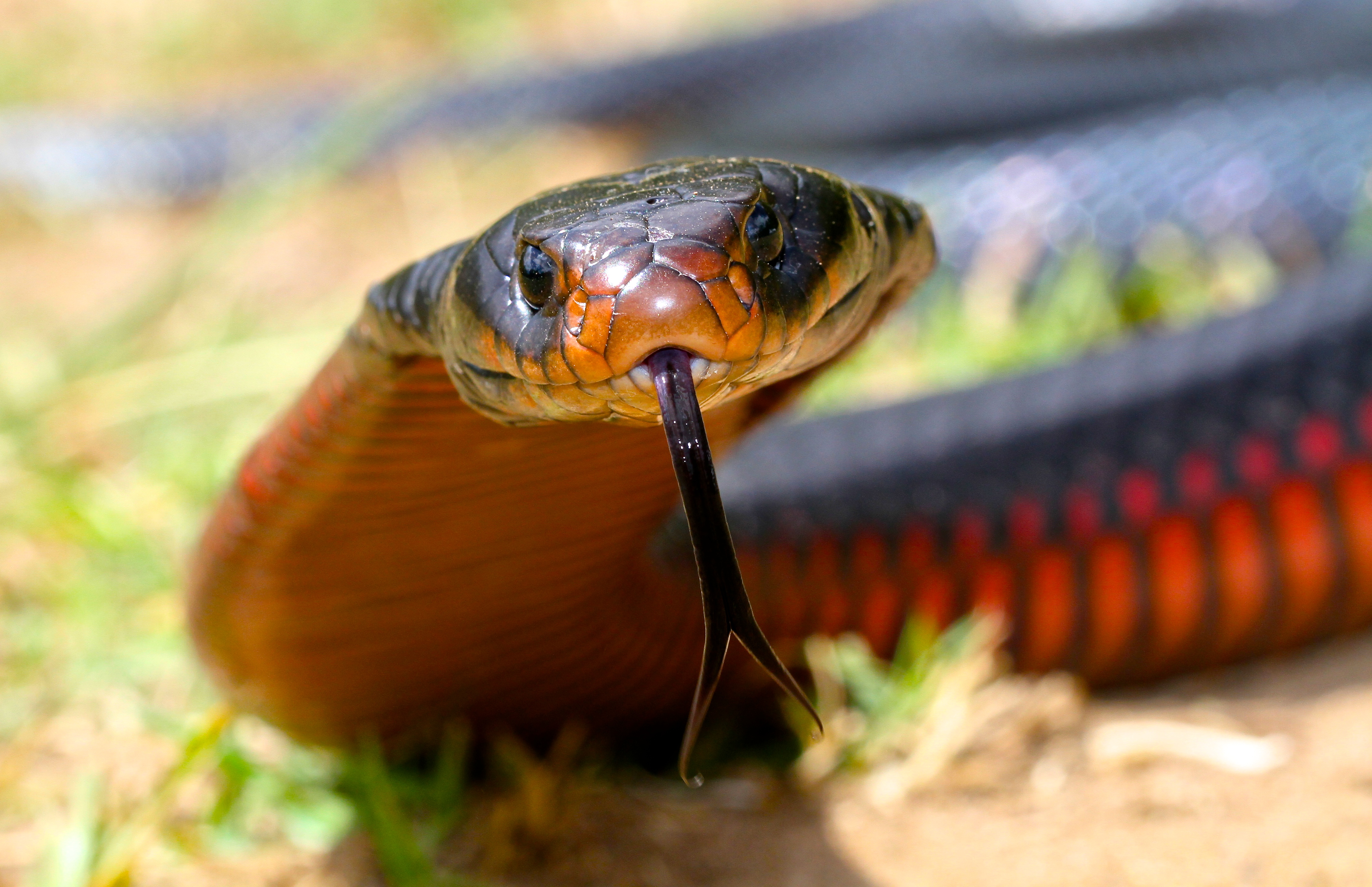 Red Bellied Black Snake | Snake Catcher - Gold Coast & Brisbane