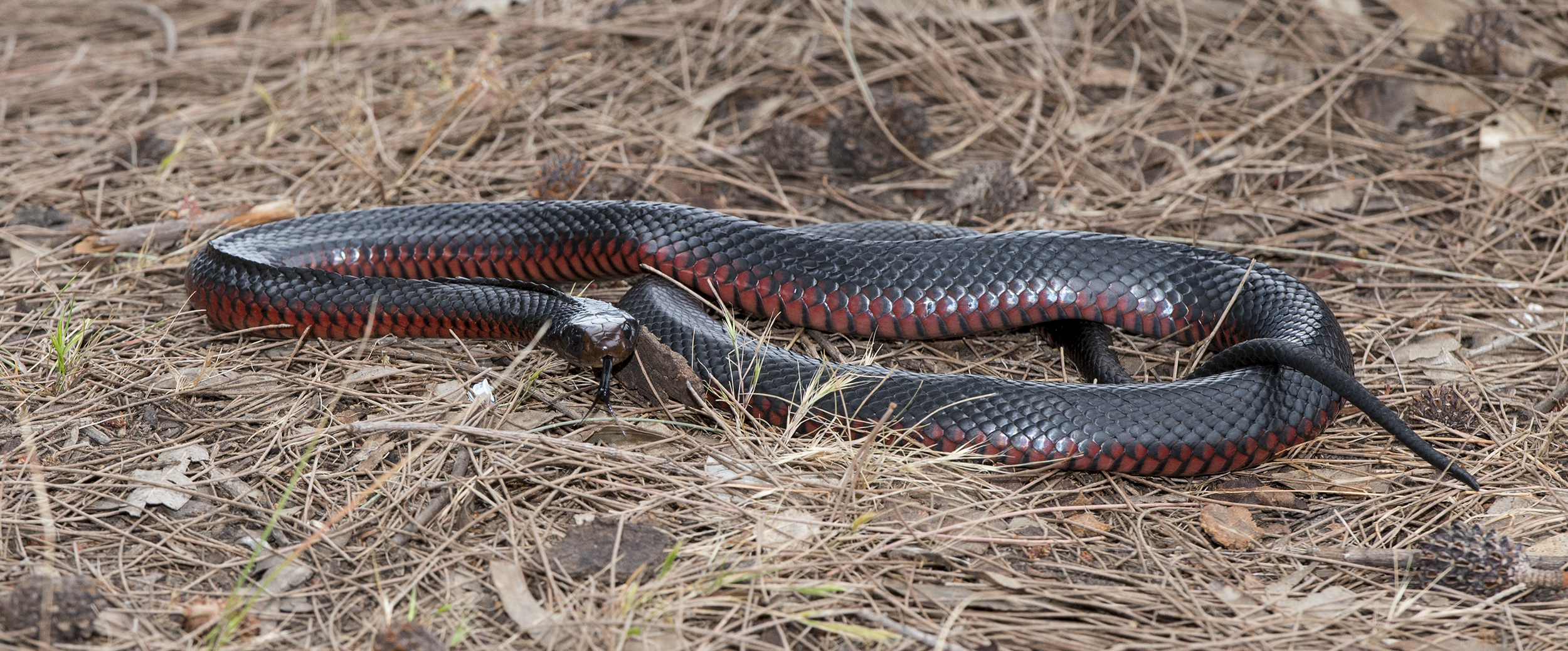 8 myths about snakes - Museums Victoria