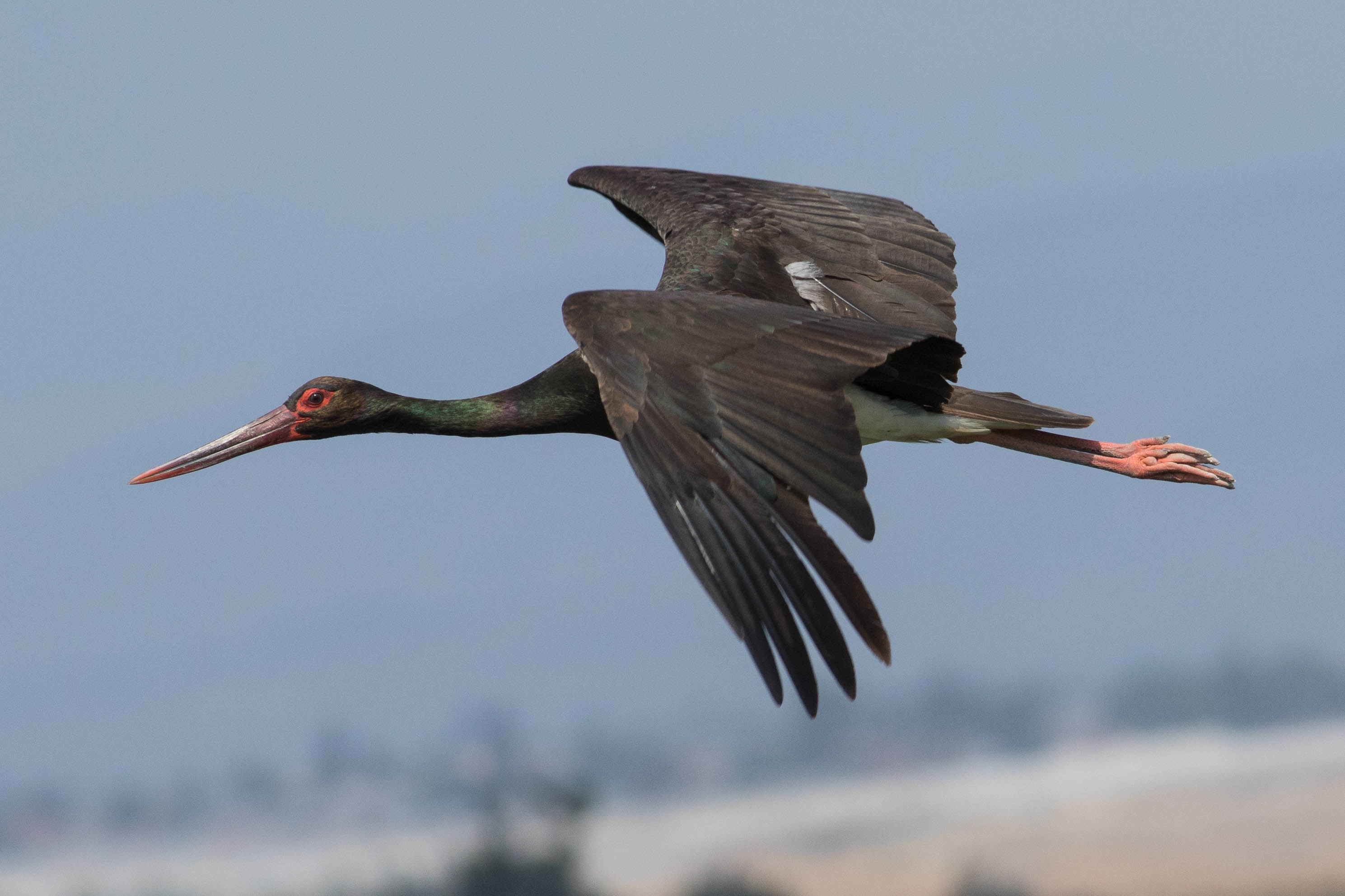 Black stork photo