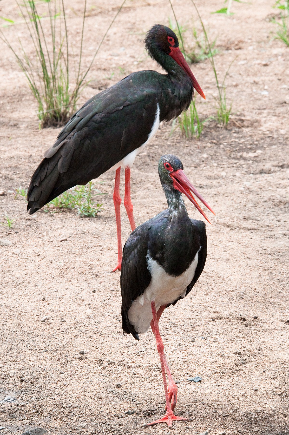 Black stork - Wikipedia