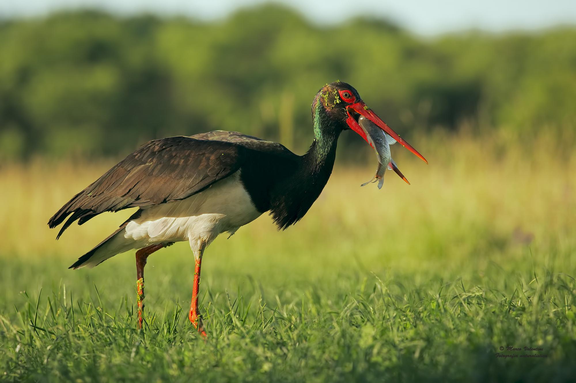 Black Stork (Ciconia nigra) With prey | the Internet Bird Collection ...