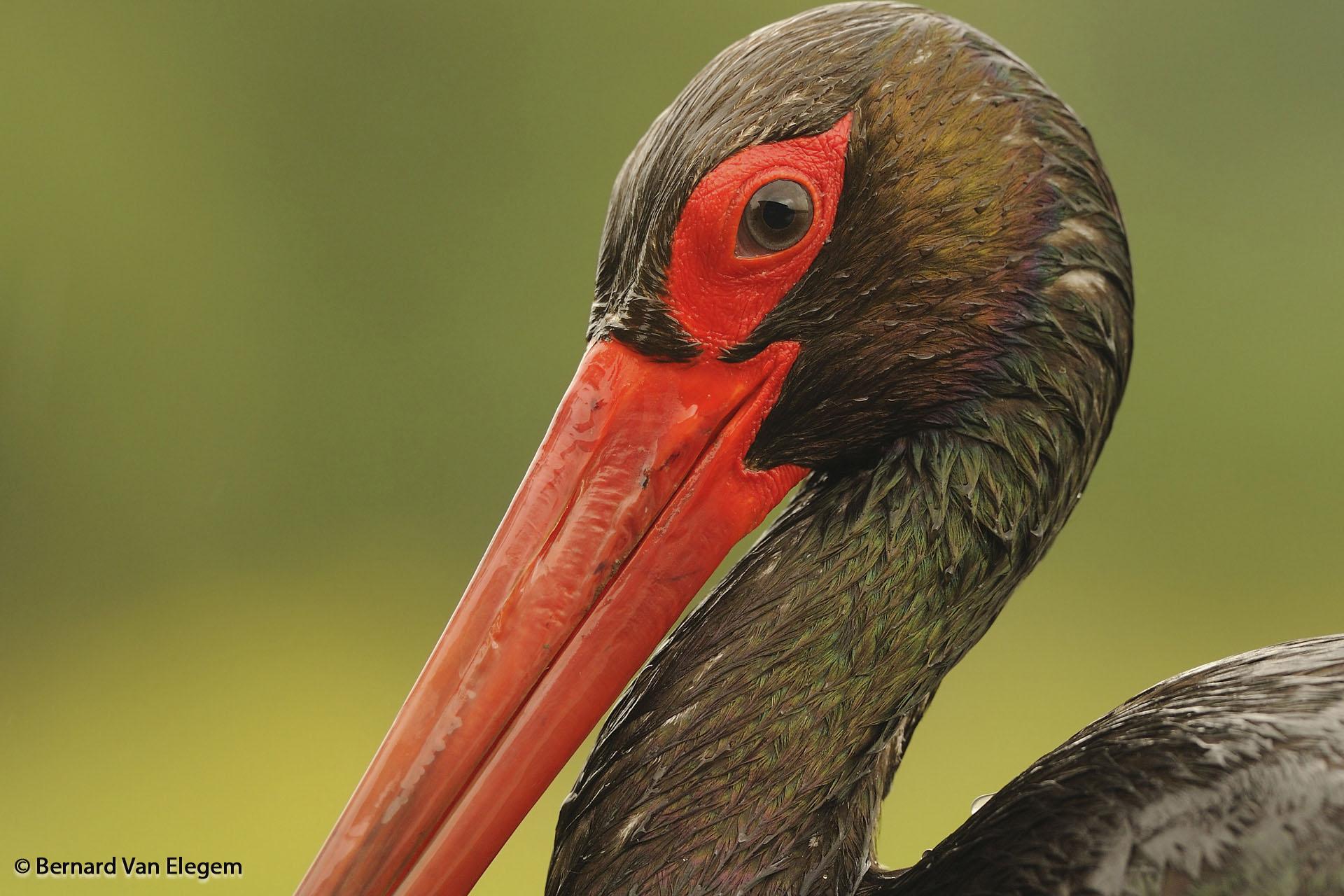 Black Stork (Ciconia nigra) Portrait | the Internet Bird Collection ...