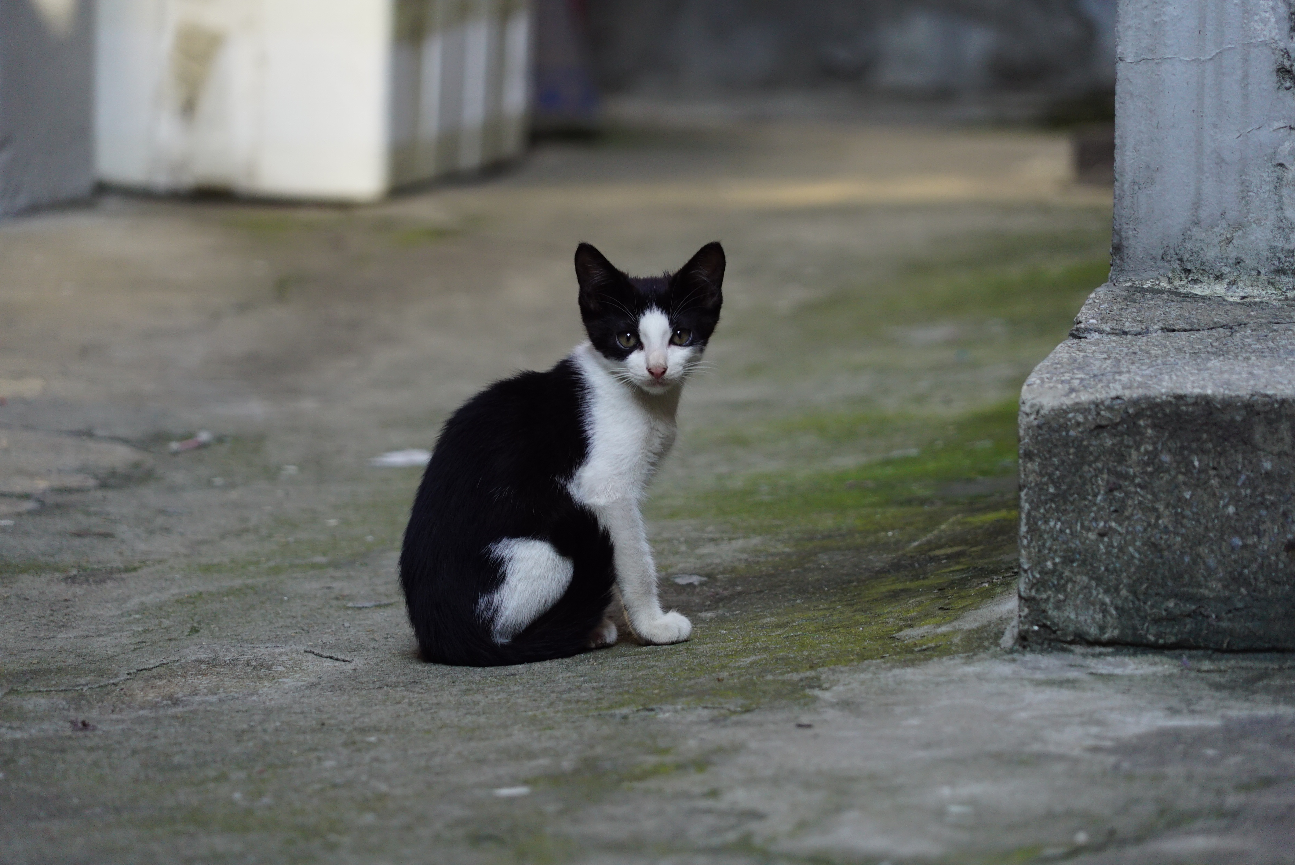 Free Images : meeting, kitten, black cat, whiskers, vertebrate ...