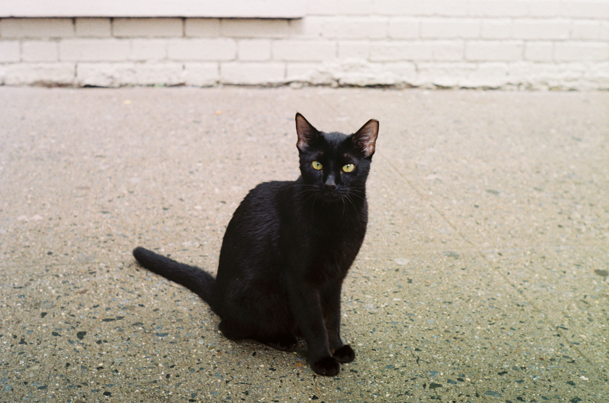 Черная кошка в шоке фото