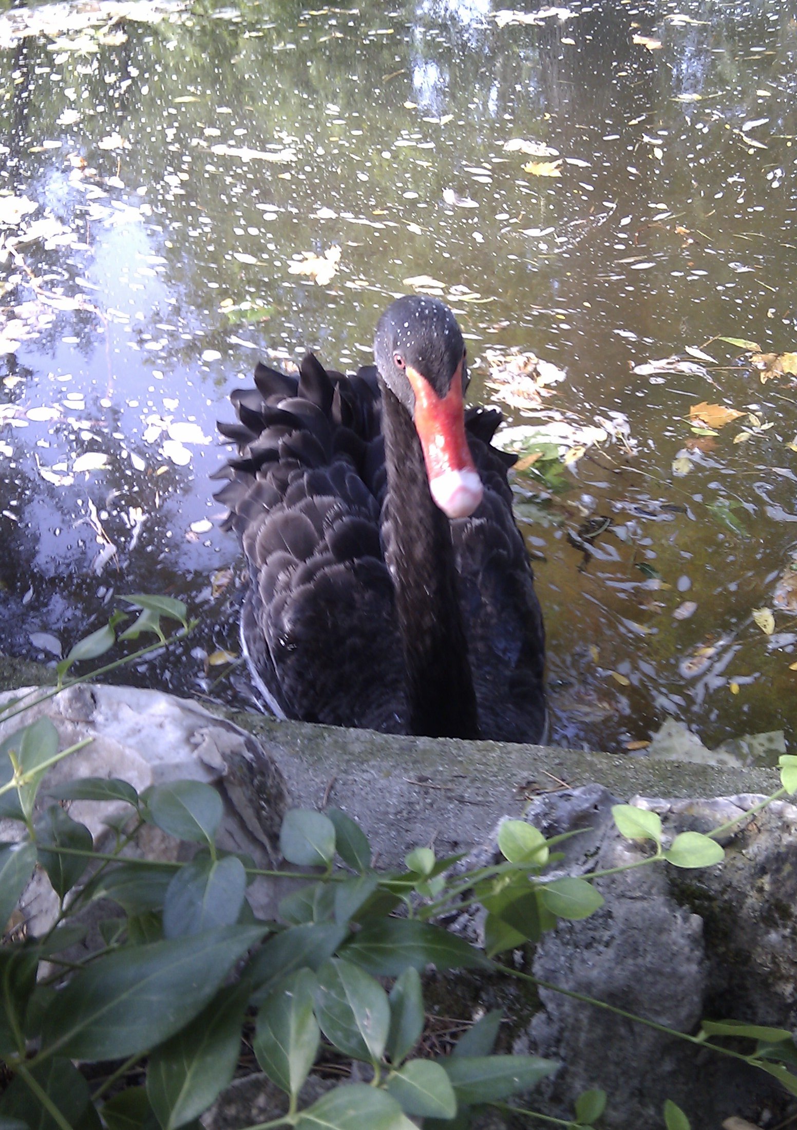 Black swan in park, madrid, spain photo