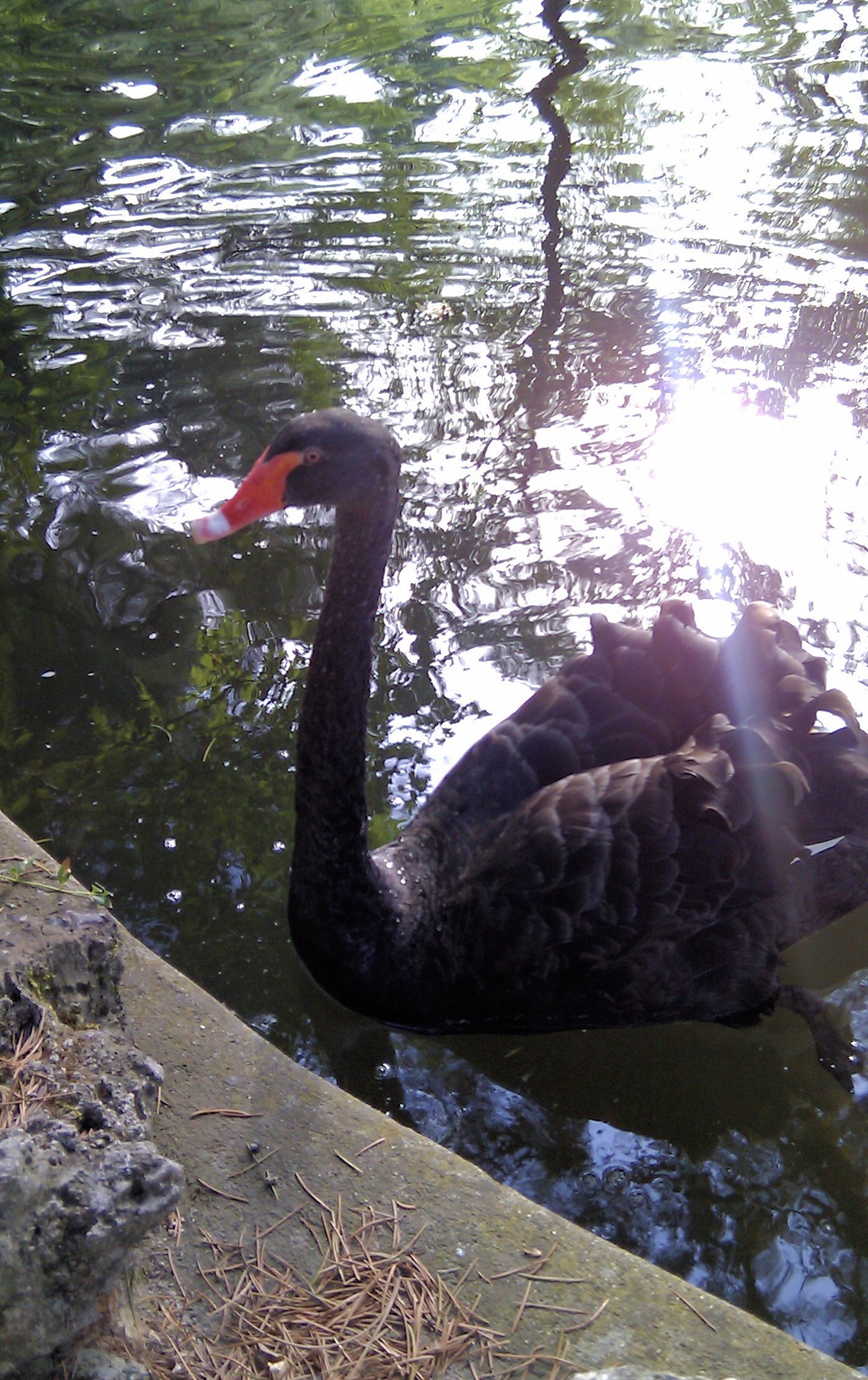 Black swan in park, madrid, spain photo