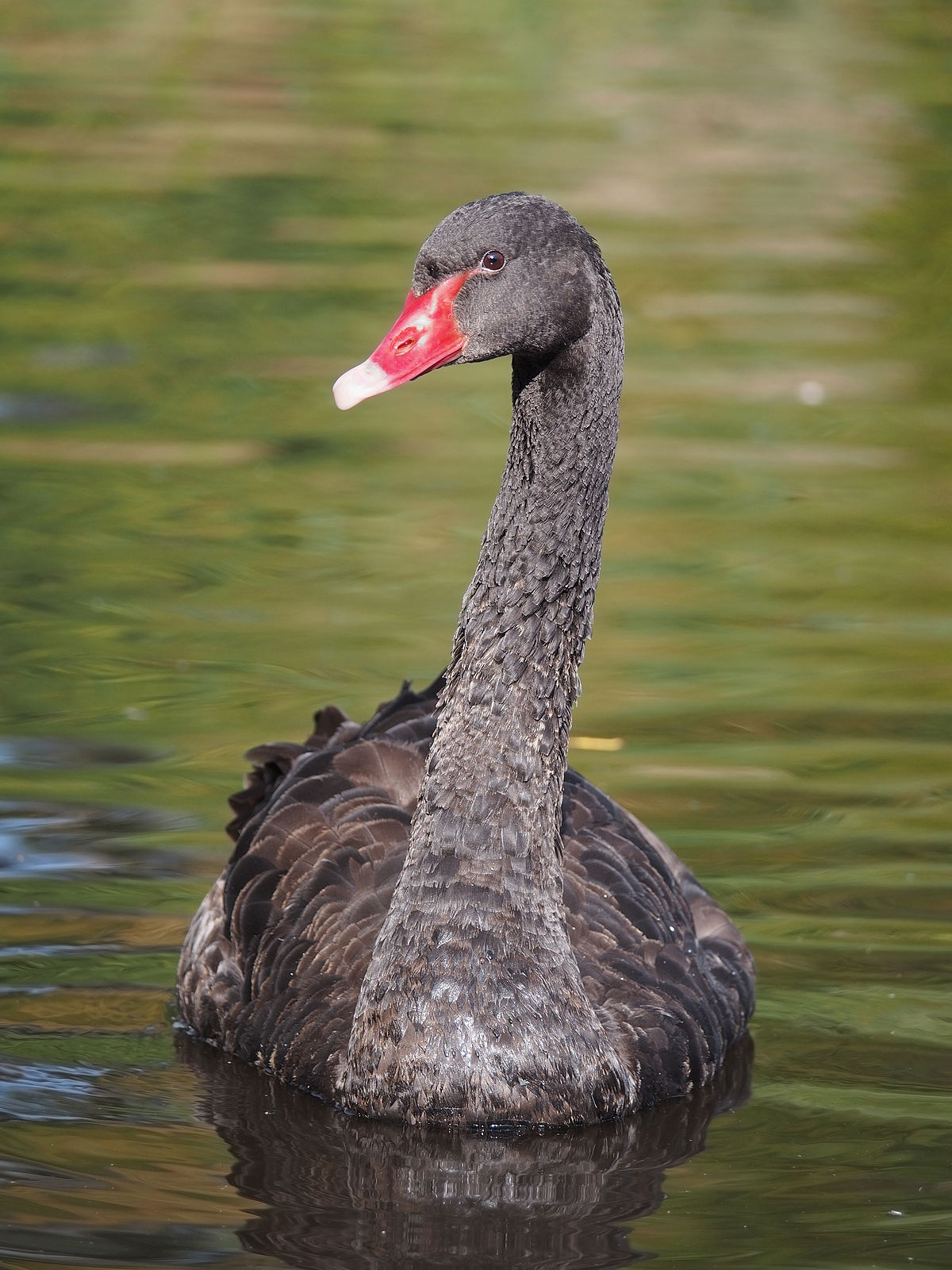 Black swan - Wikipedia