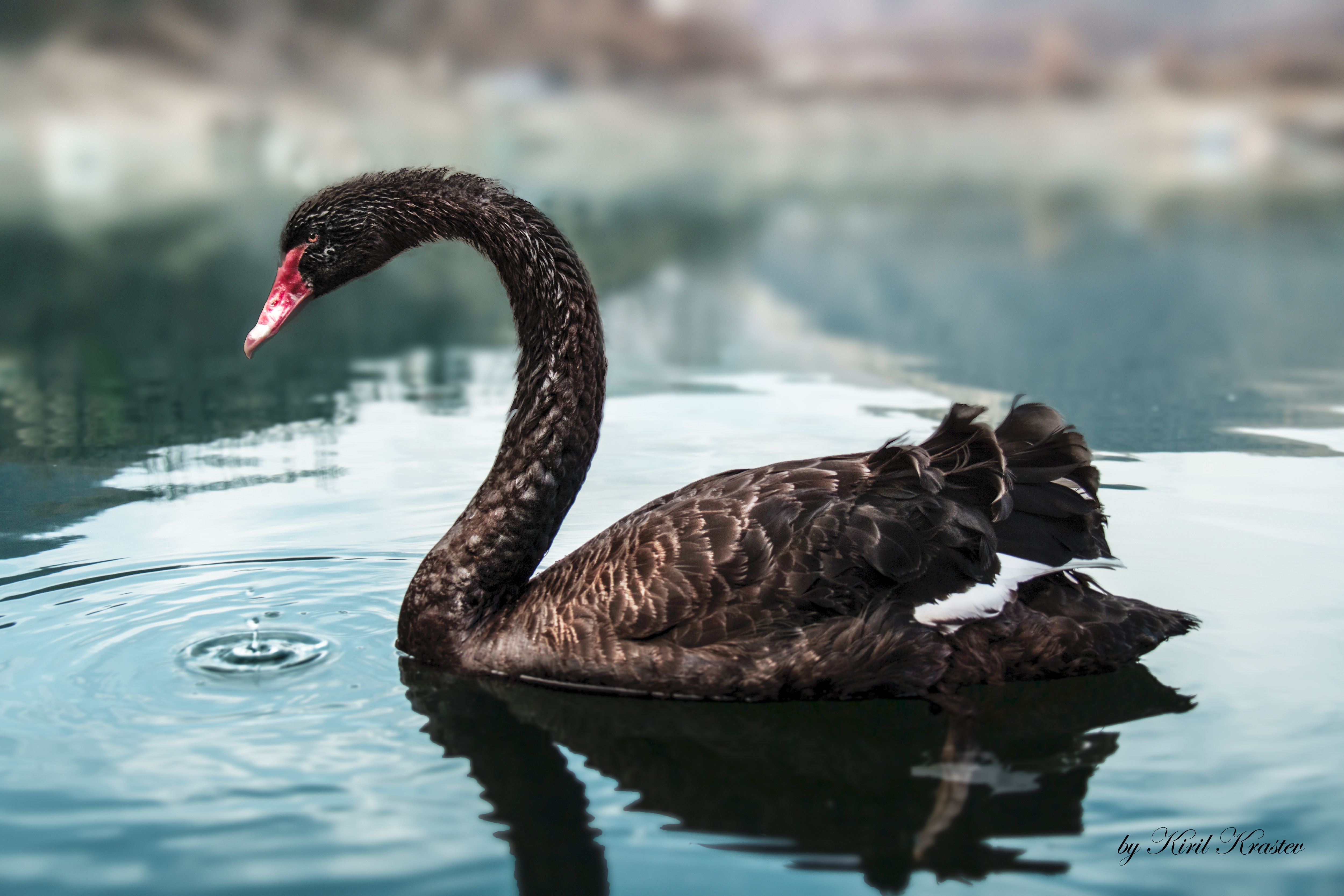 Black Swans: Are you prepared? [Commentary]
