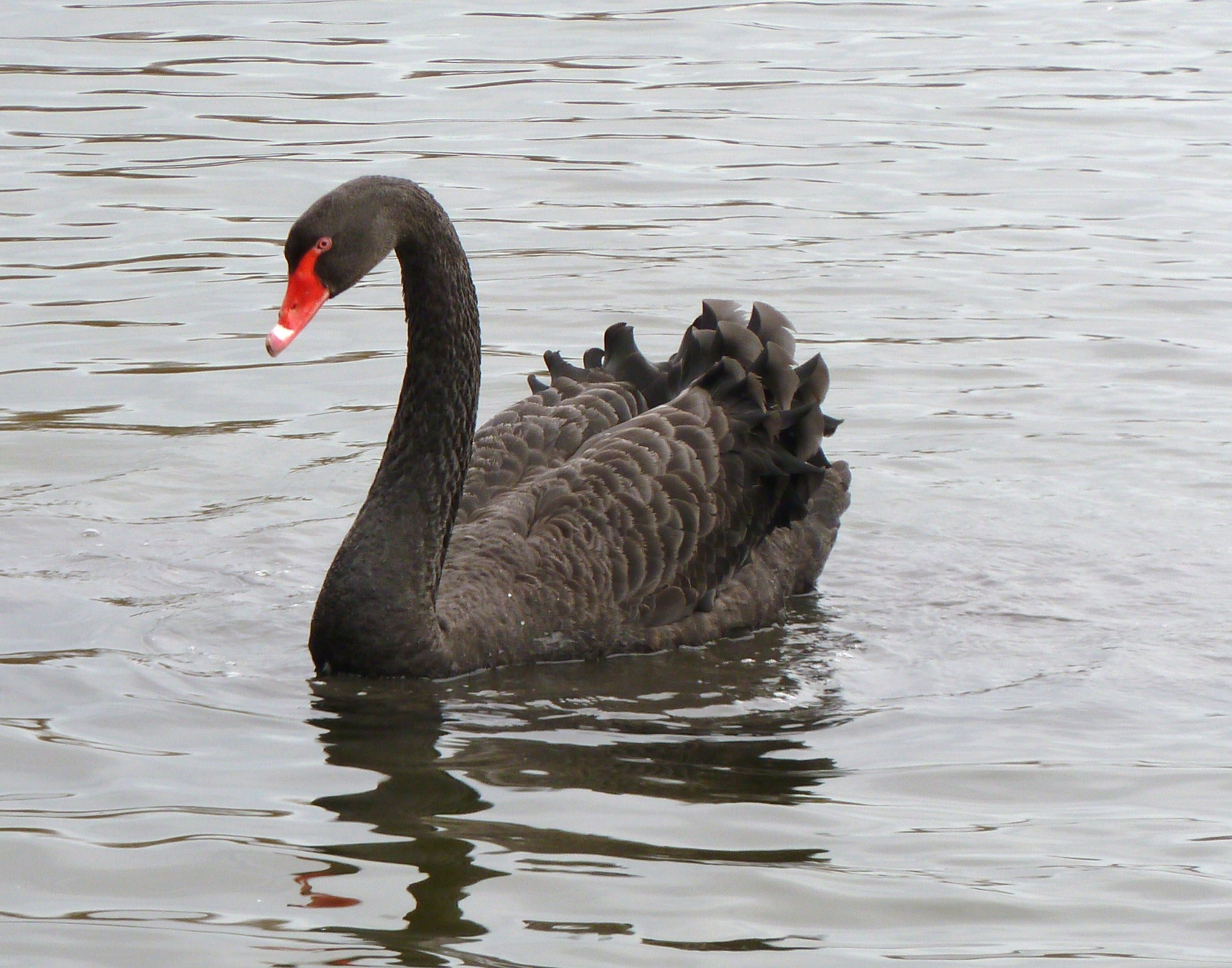Black Swan - All creatures.... - Wildlife - The RSPB Community
