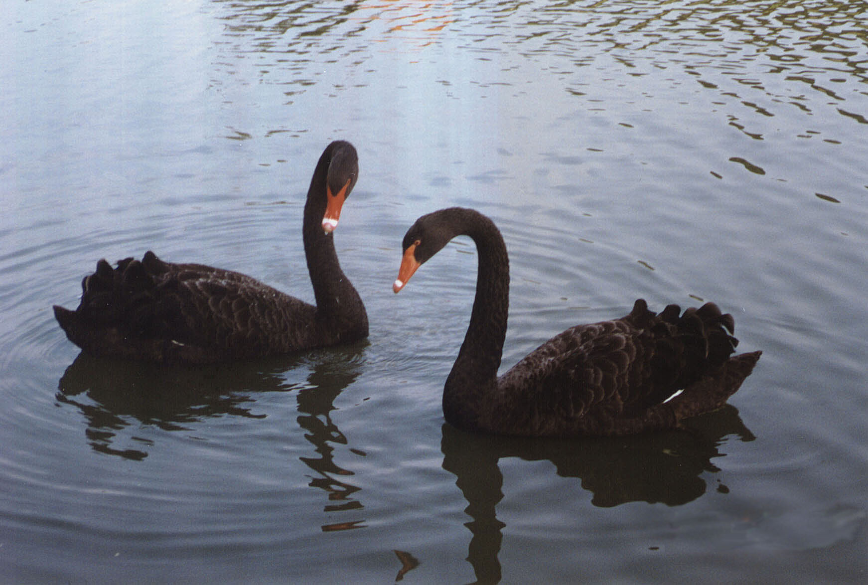 Black Australian Swans ~ Mallard Ducks