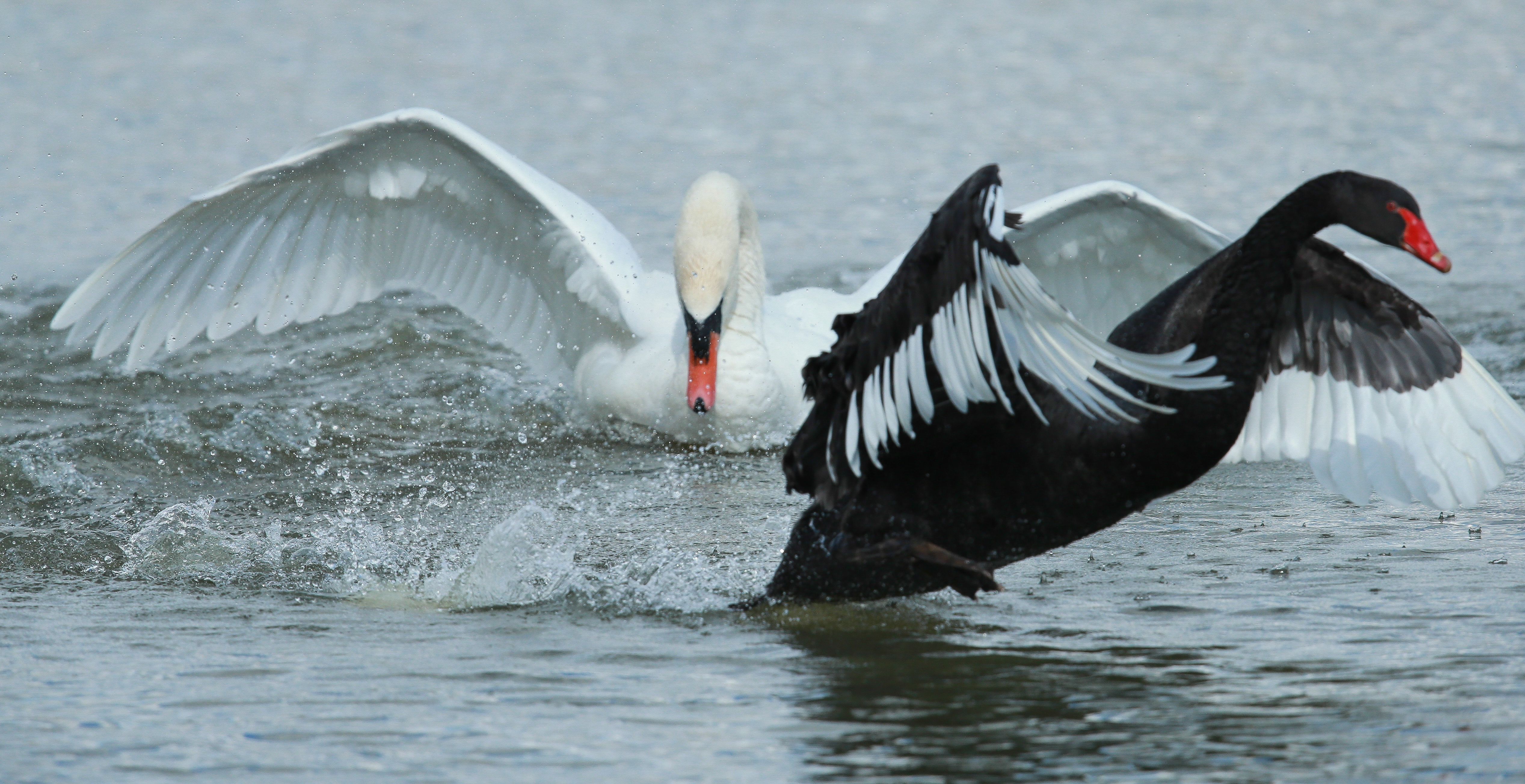 The importance of facts in science: the Black Swan Research ...