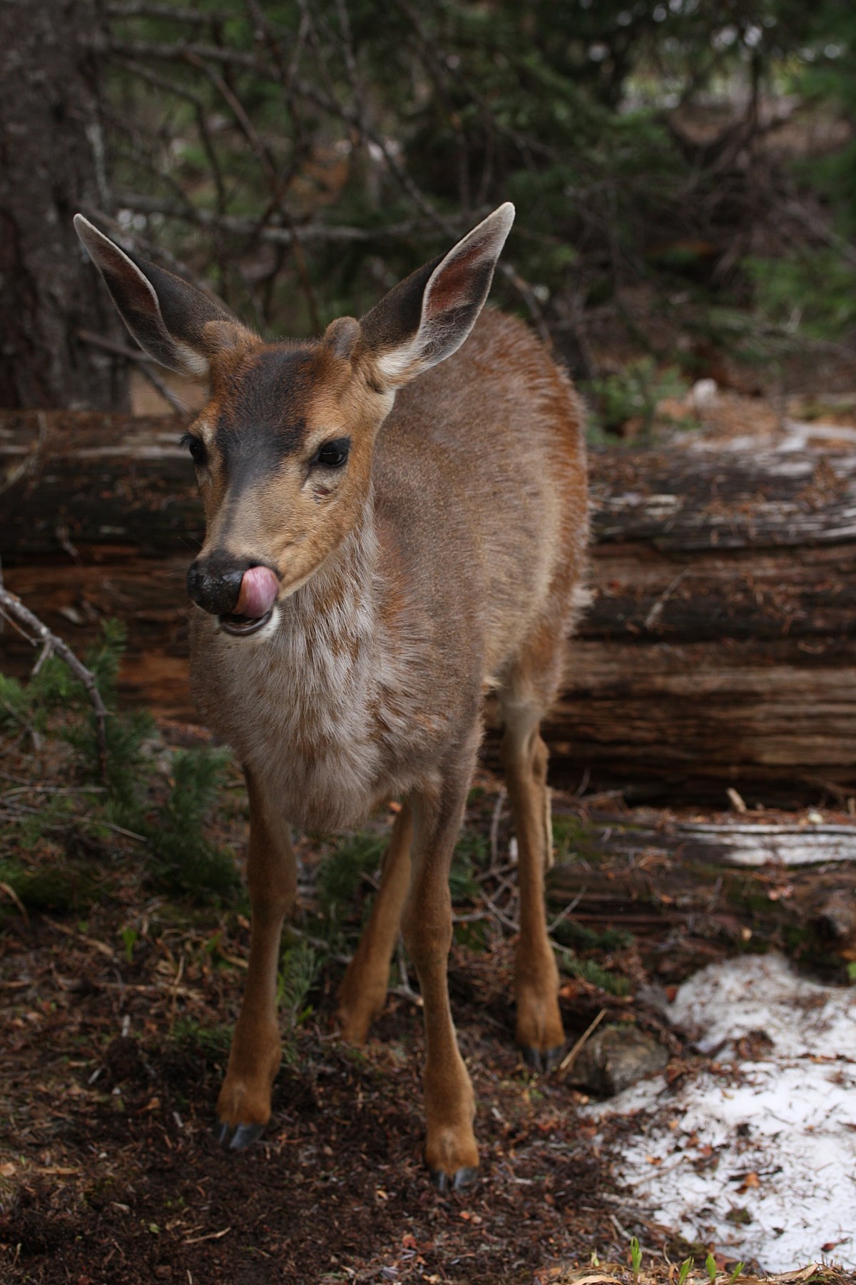 Black-tailed deer - Wikipedia