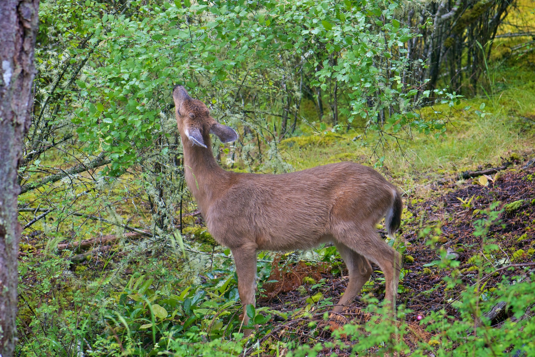 Oh Dear: Our Local Blacktail Deer | Mixed Greens Blog