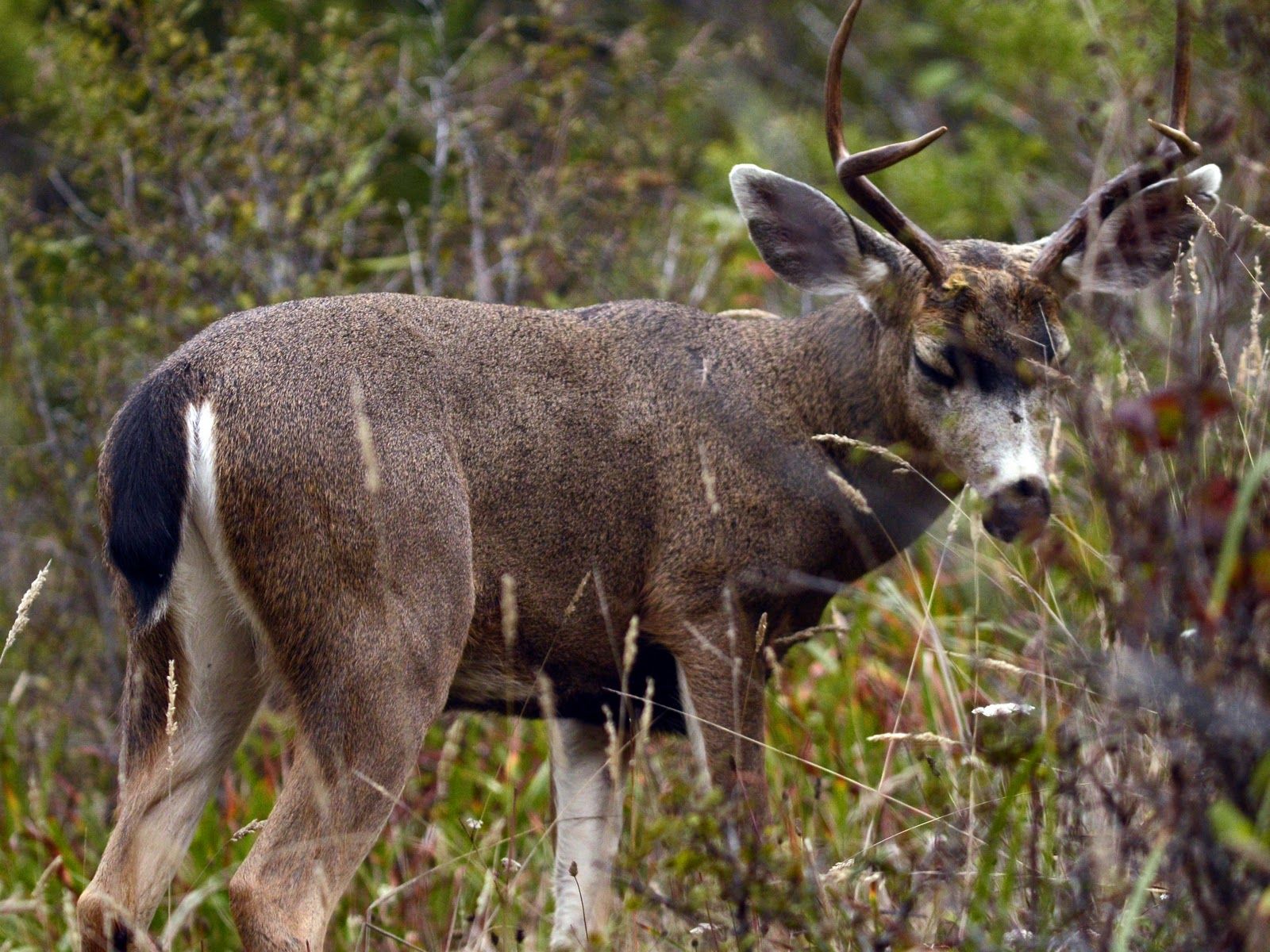 California Black-Tailed Deer in Pacifica | black tailed deer ...