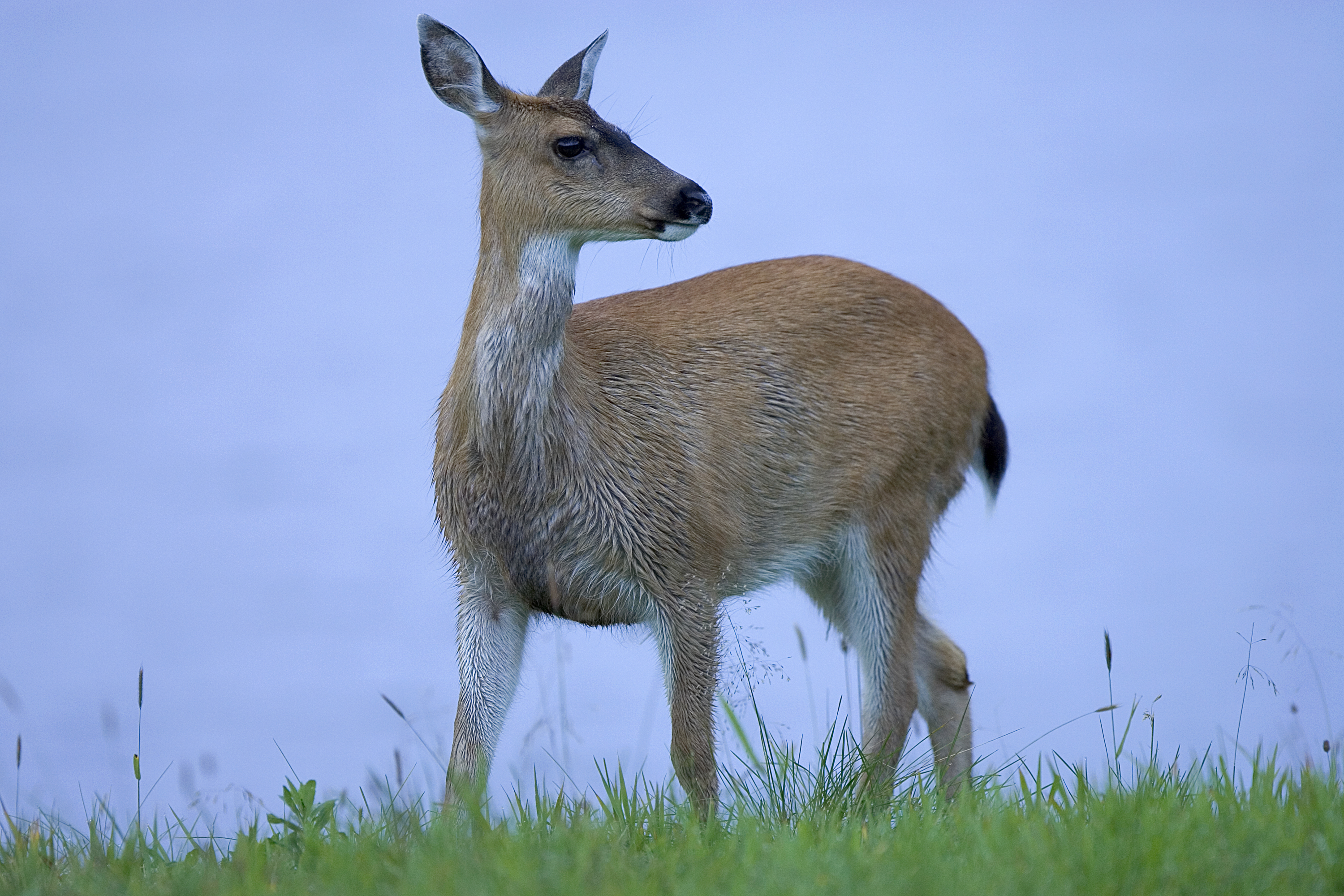 File:Sitka black tailed deer.jpg - Wikimedia Commons