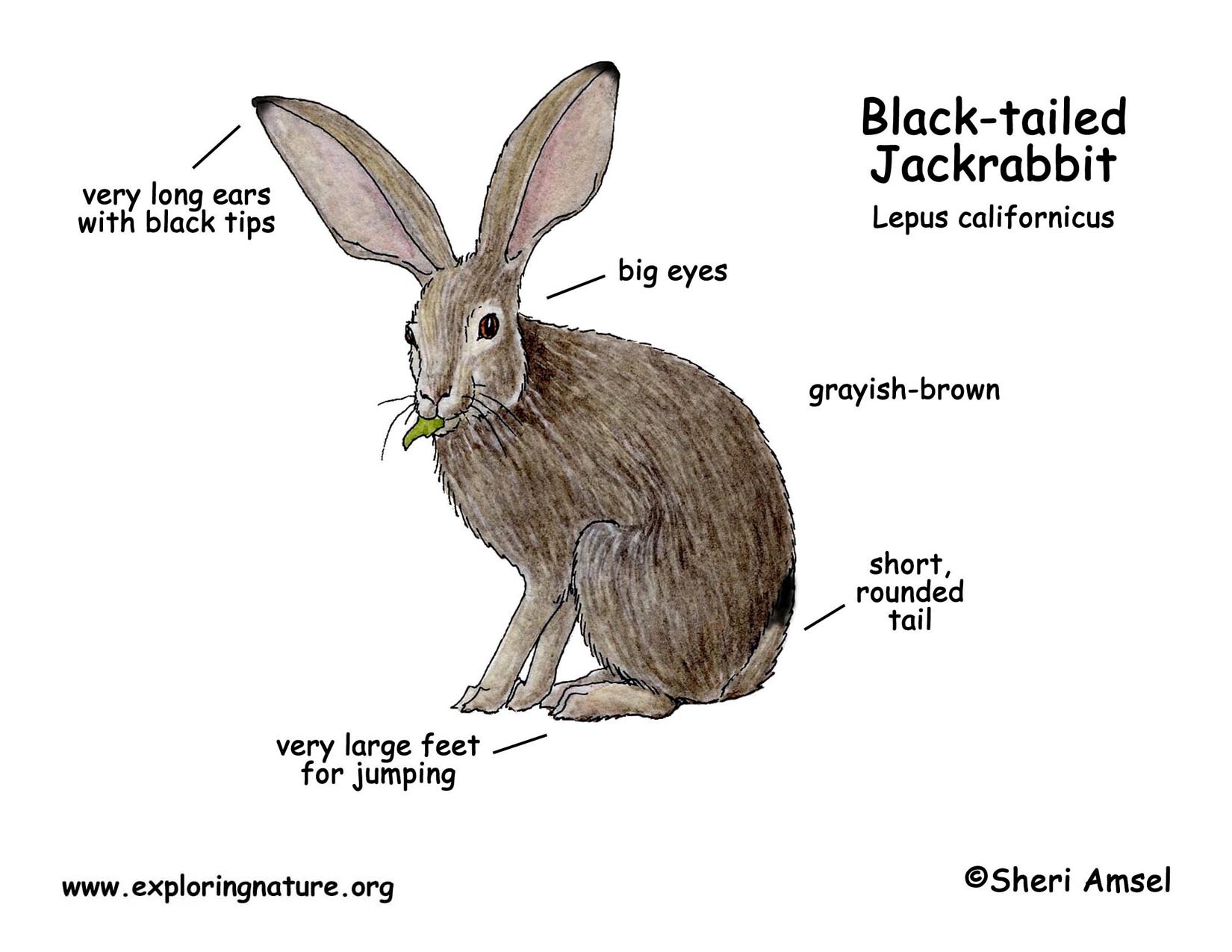 Rabbits have got long. Анатомия кролика. Анатомия кролика для детей. Анатомия кролика для рисования. Анатомия зайца для рисования.