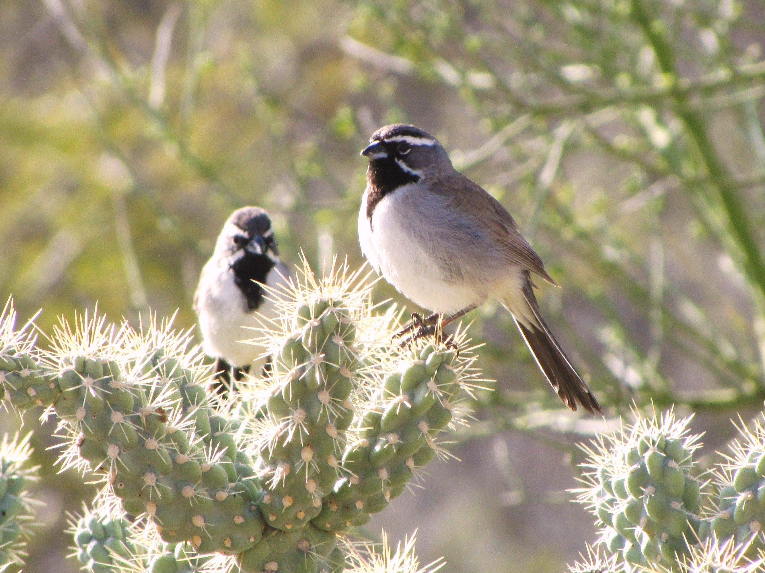 Desert Beauty, the Black-throated Sparrow | birdingthebrookeandbeyond
