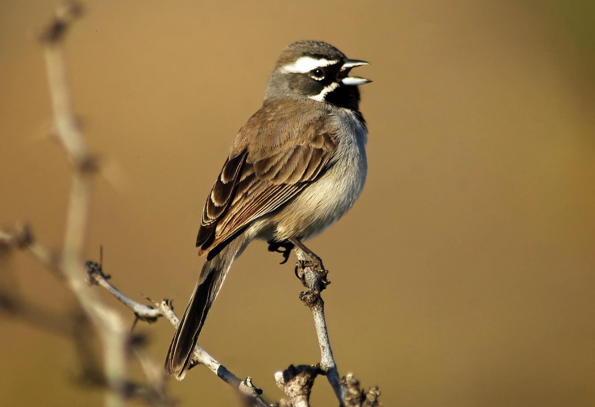 Black-throated Sparrow (Amphispiza bilineata) Black-throated Sparrow ...