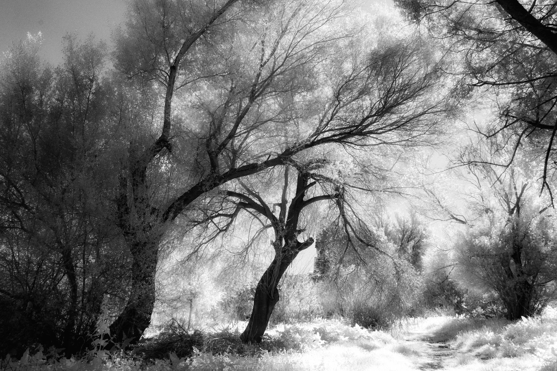 Black Trees - Jackobo's Photoblog
