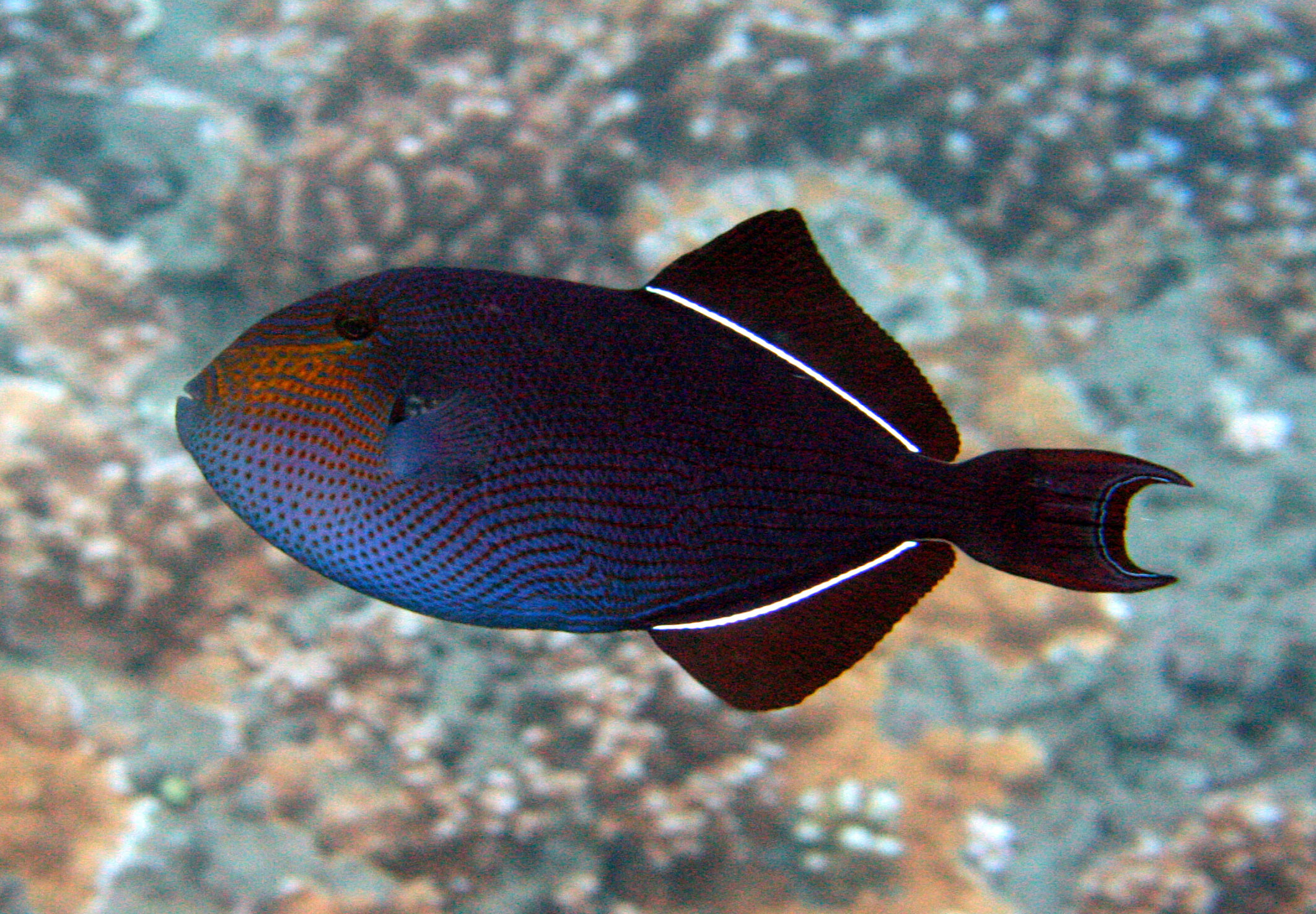 Black triggerfish photo