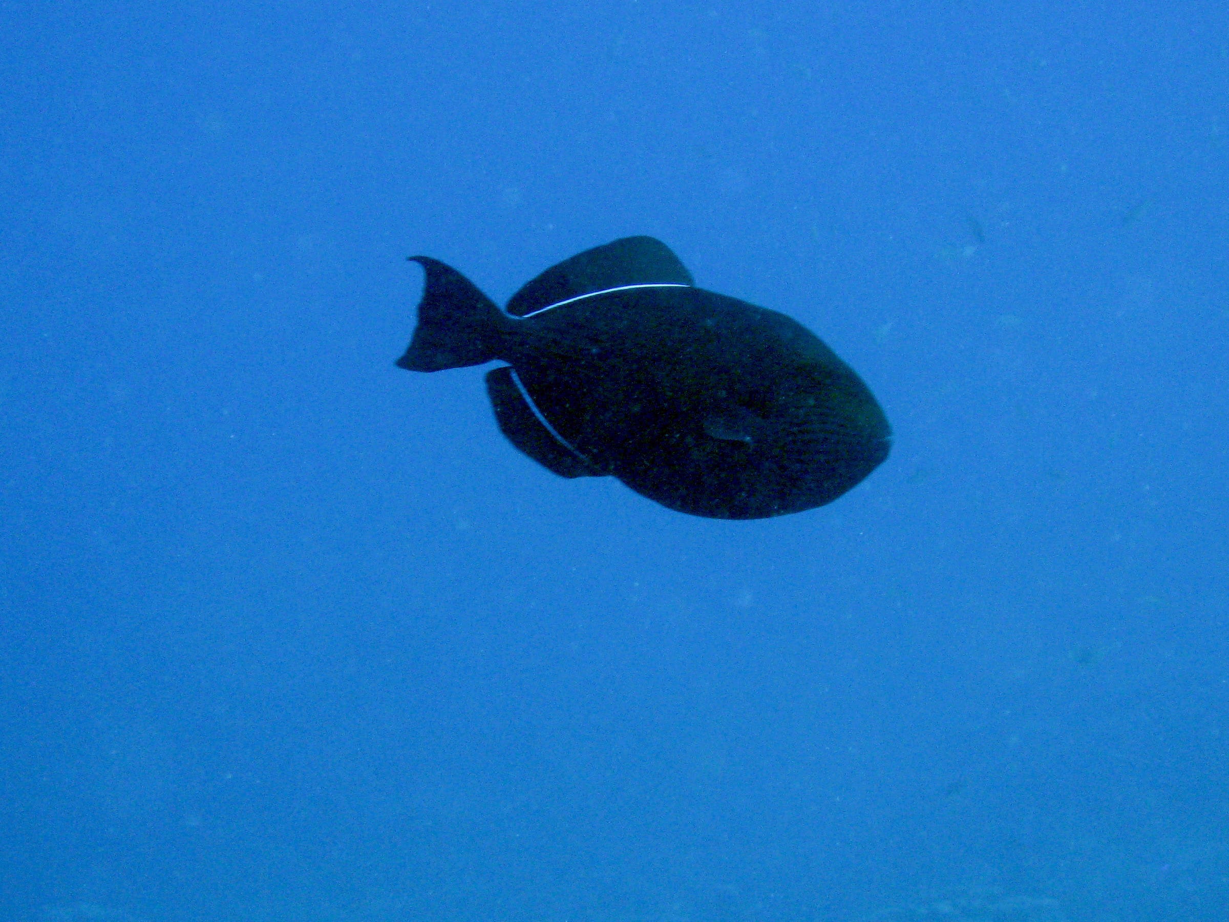 Fish Identification: Black Triggerfish