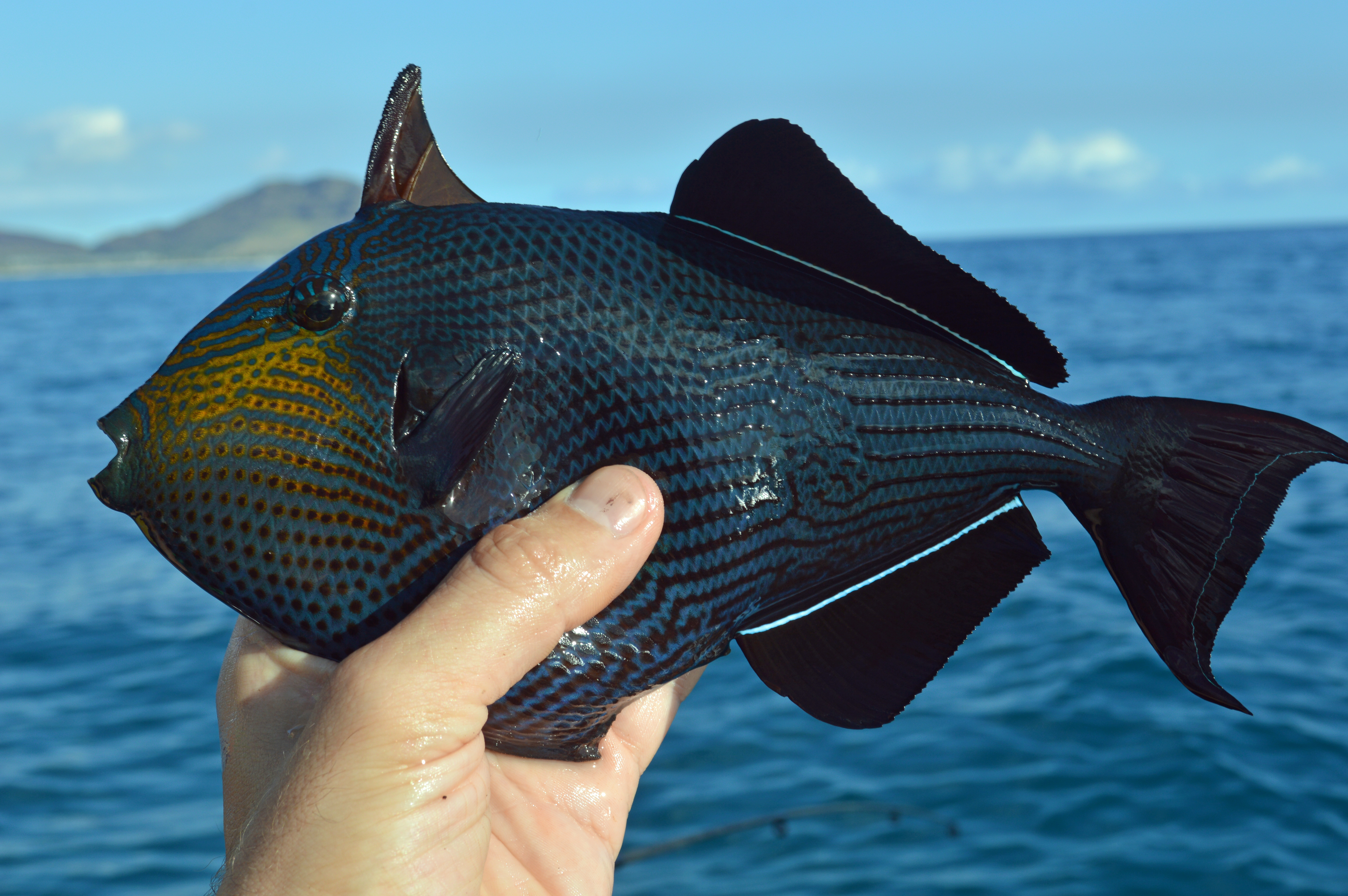 Black triggerfish, May 2017, Pokai Bay, island of Oahu, Hawaii