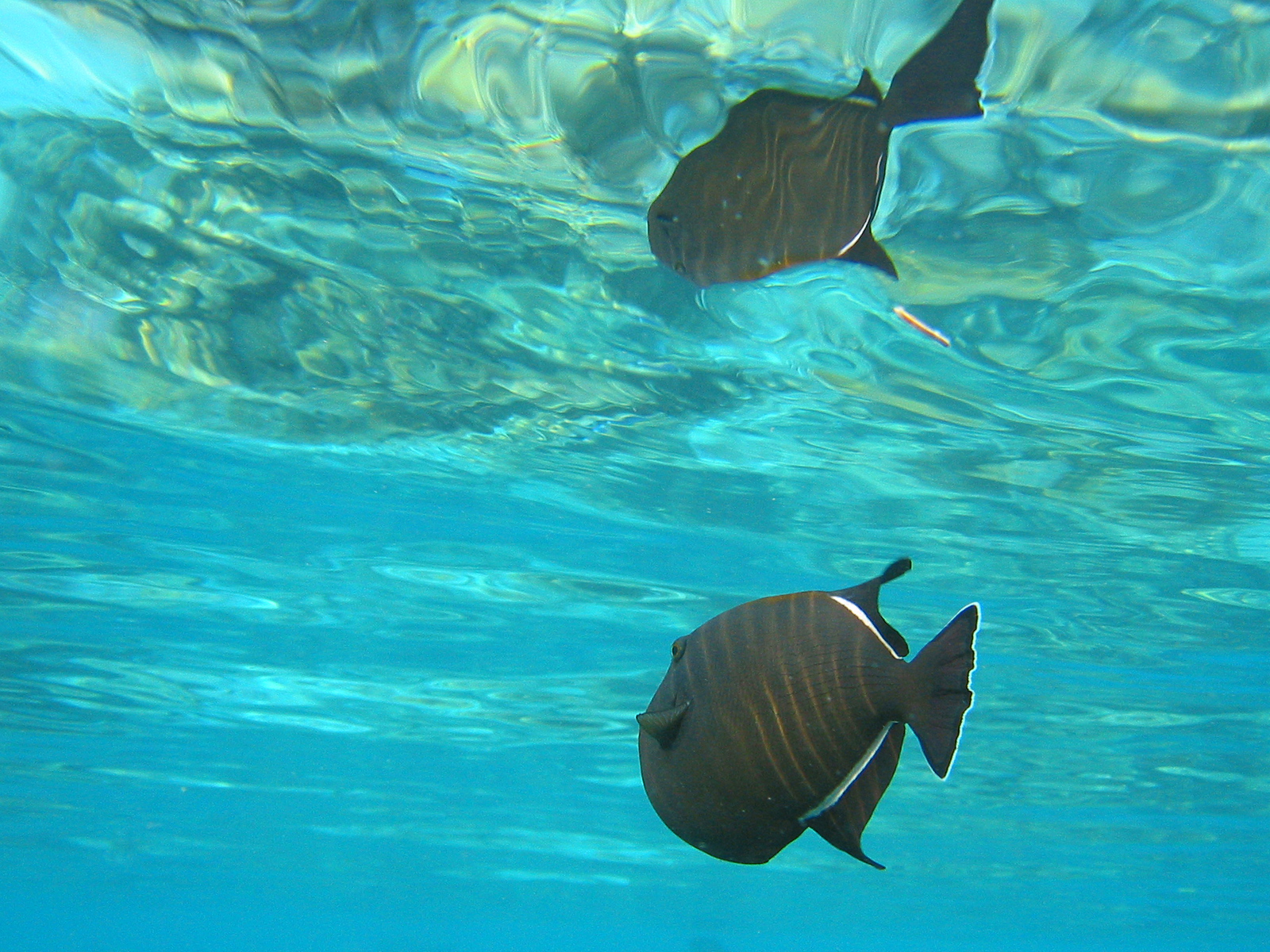 File:Black triggerfish.jpg - Wikimedia Commons
