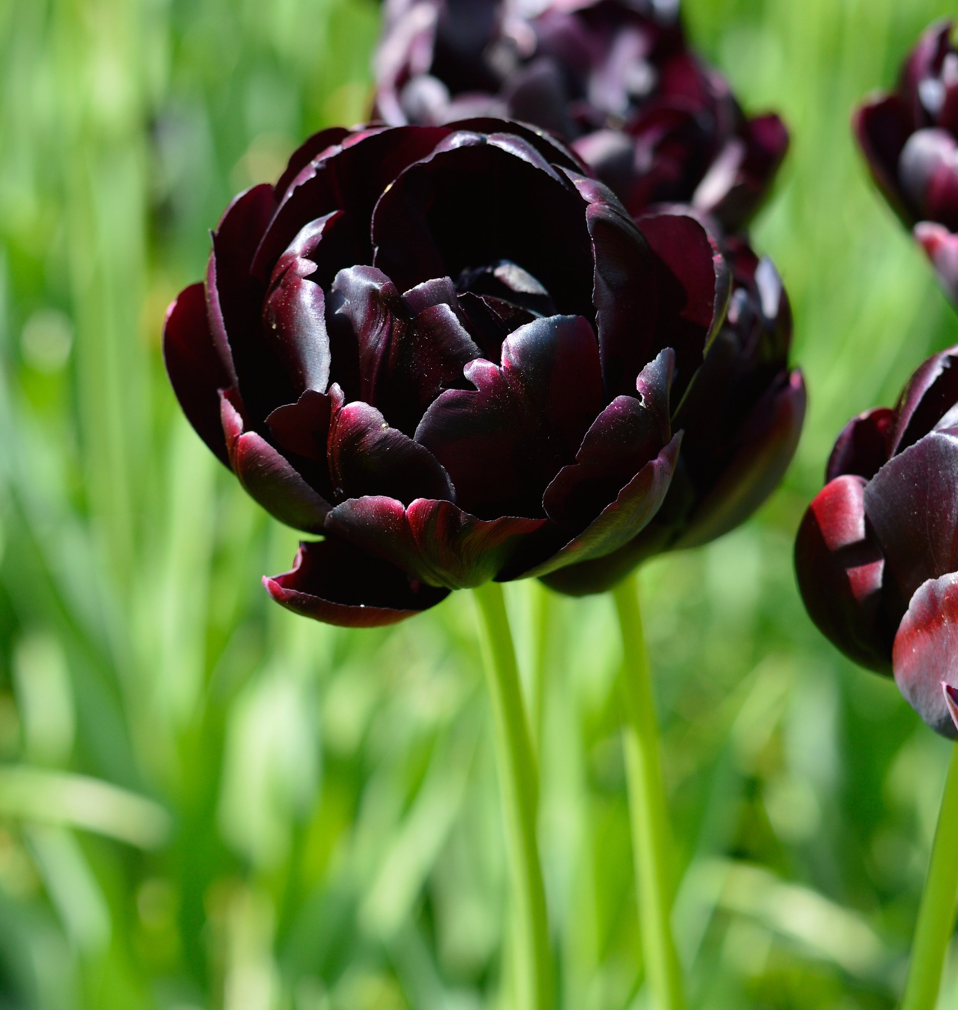 Tulip Black Hero - Black Tulips | DutchGrown®