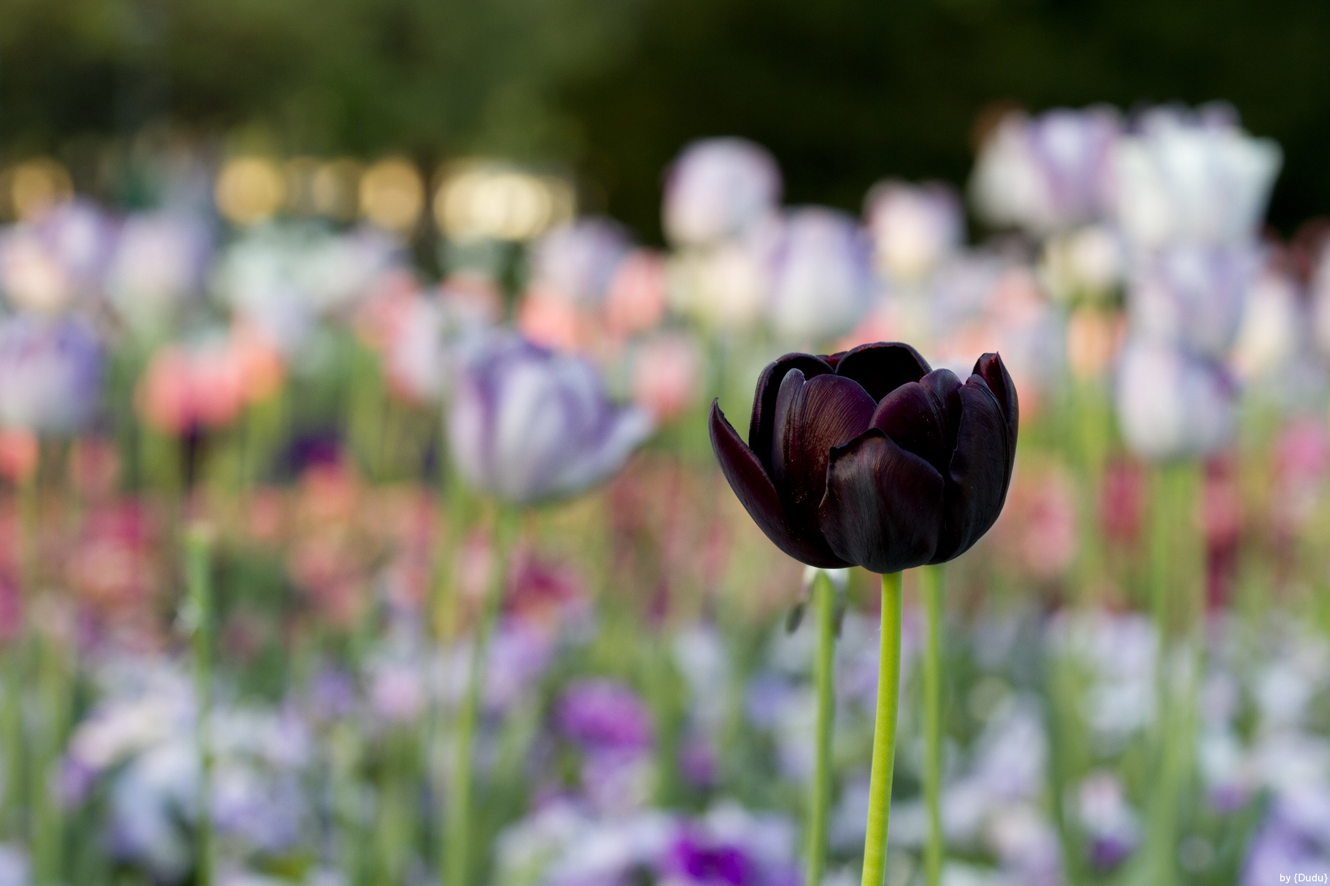 Dumas's 'Black Tulip' a brilliant gem | The Cotton Boll Conspiracy