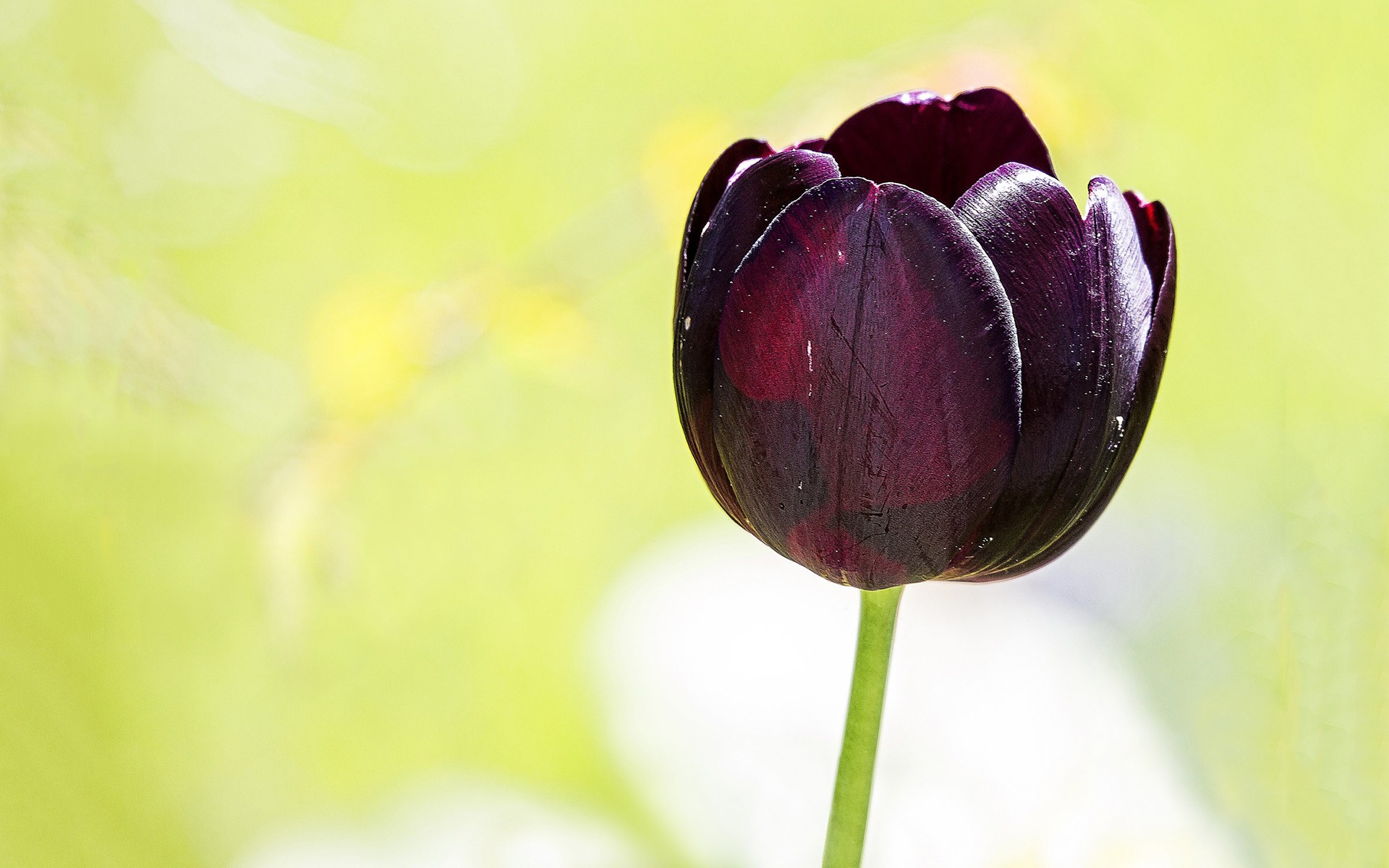 Flowers: Flowers Purple Black Tulip Tulips Dark Nature 3d Desktop ...