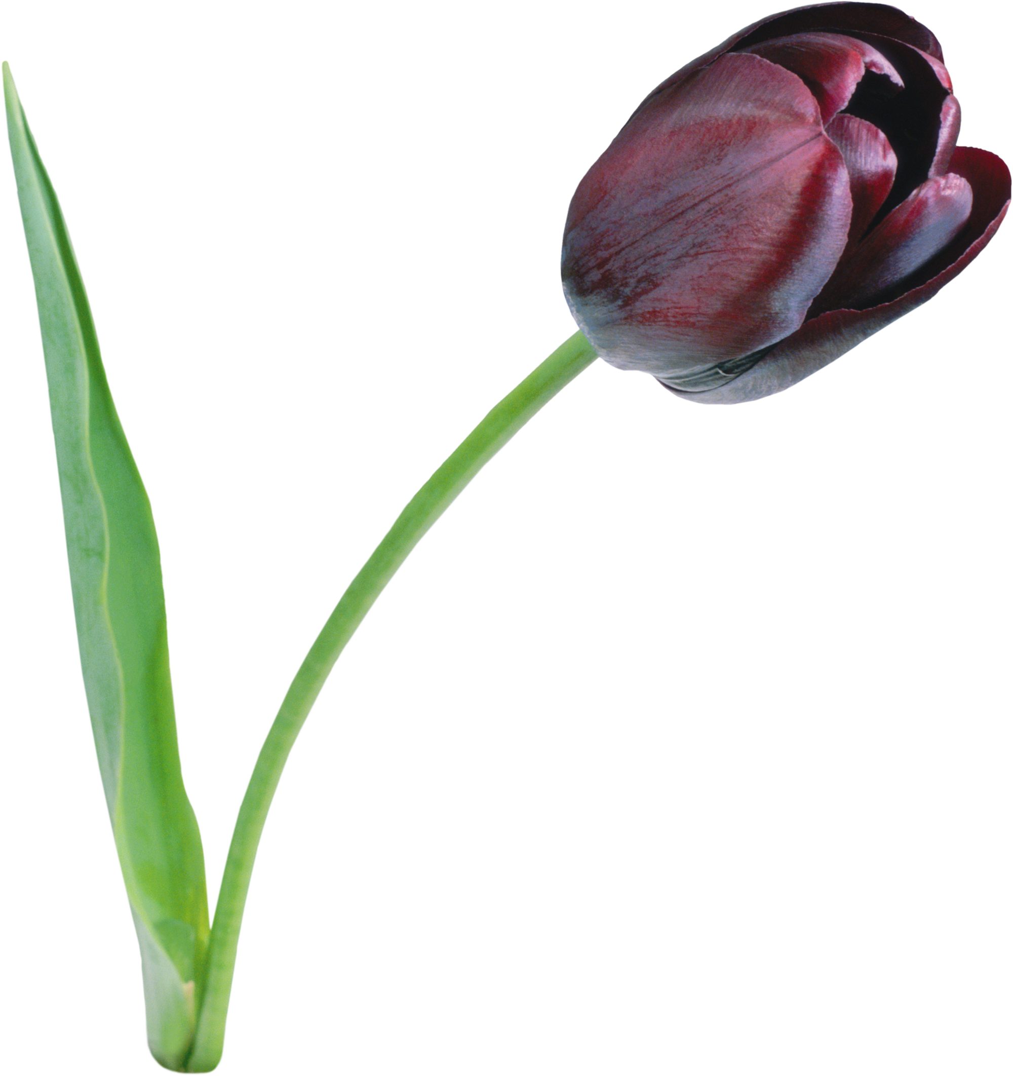 Large Black Tulip PNG Clipart | Gallery Yopriceville - High-Quality ...
