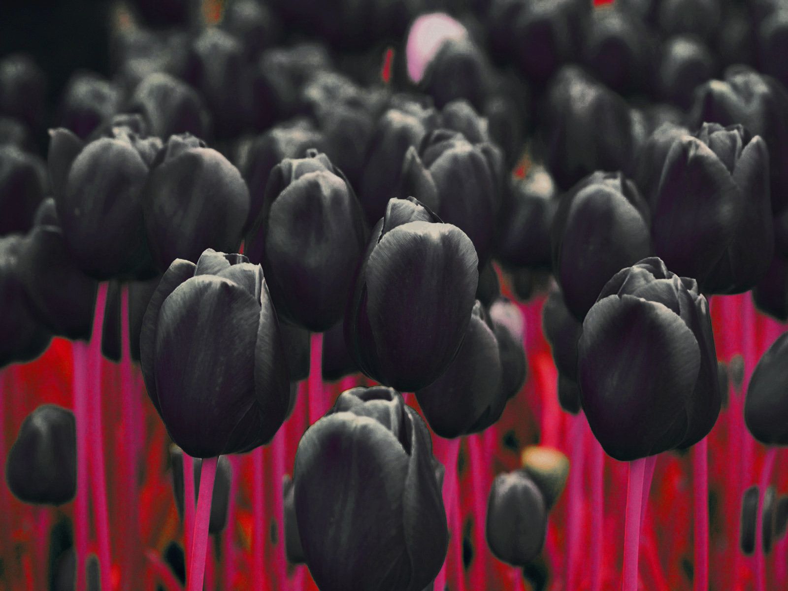 Black Tulips wallpaper x | wallpapers | Pinterest | Wallpaper and Hd ...