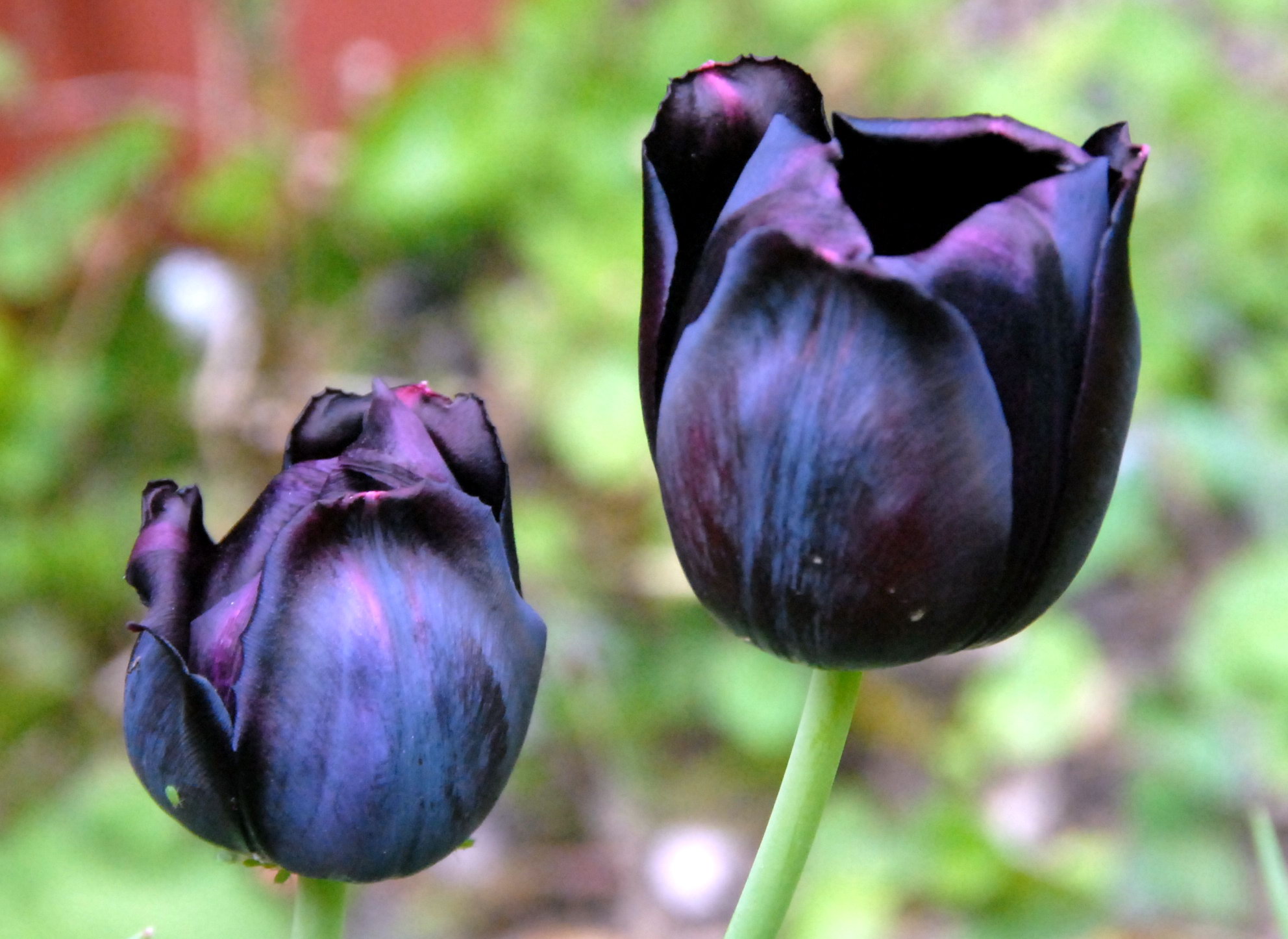 Black Tulips Wallpaper by Naomi Kelly on FL | Flowers HDQ | 393.93 KB