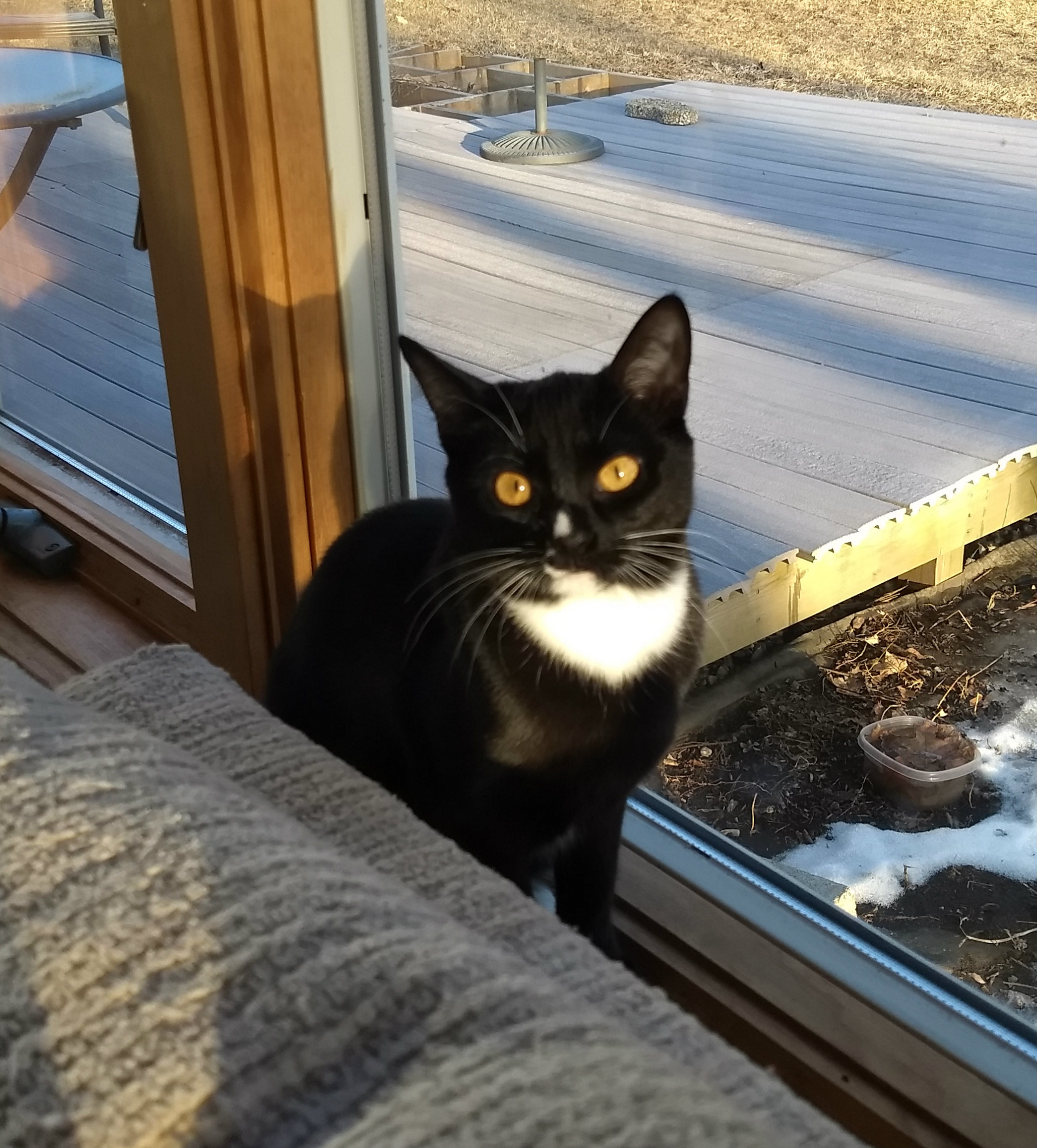 Cat for Adoption – NORA, near Milwaukee, WI | Petfinder