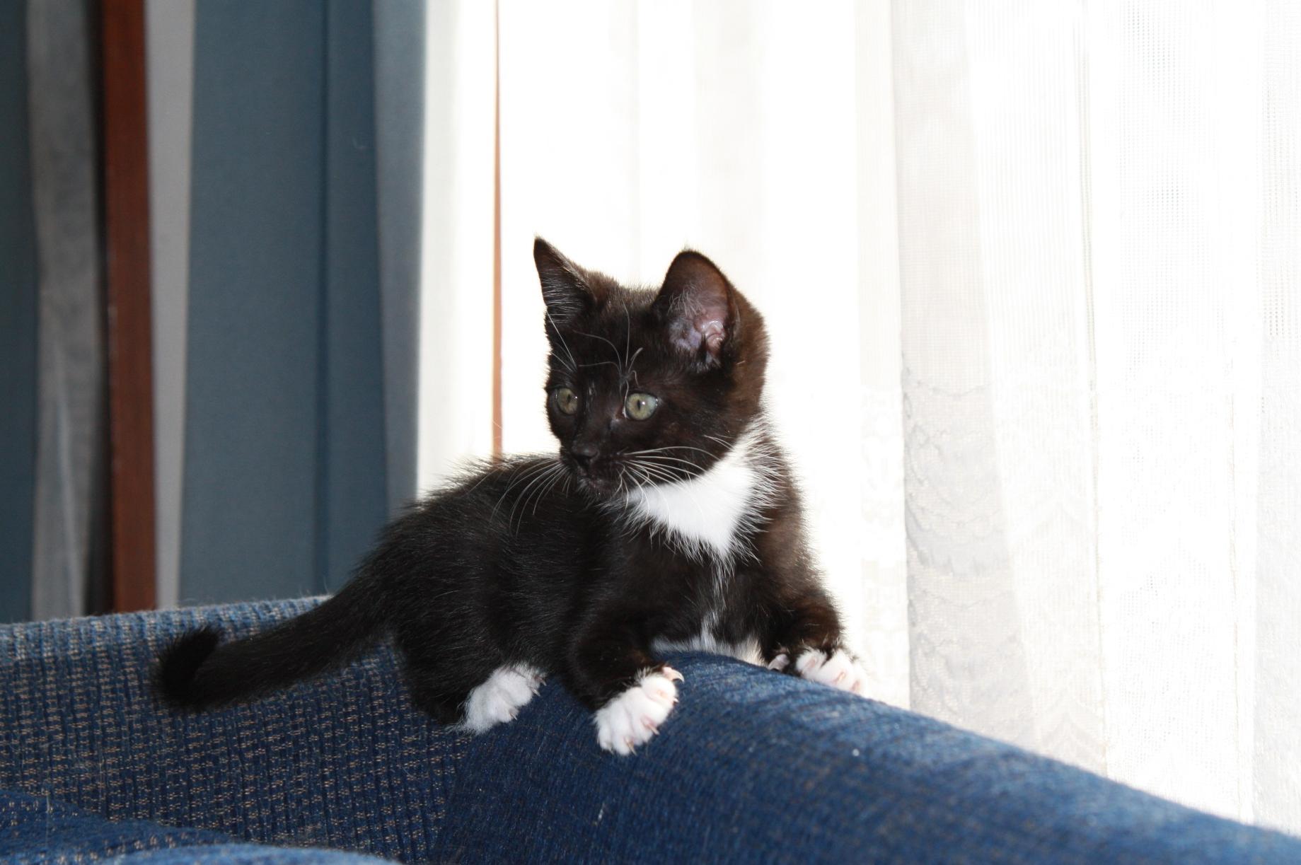 Free picture: black cat, interior, urban, window, animal, pet, portrait