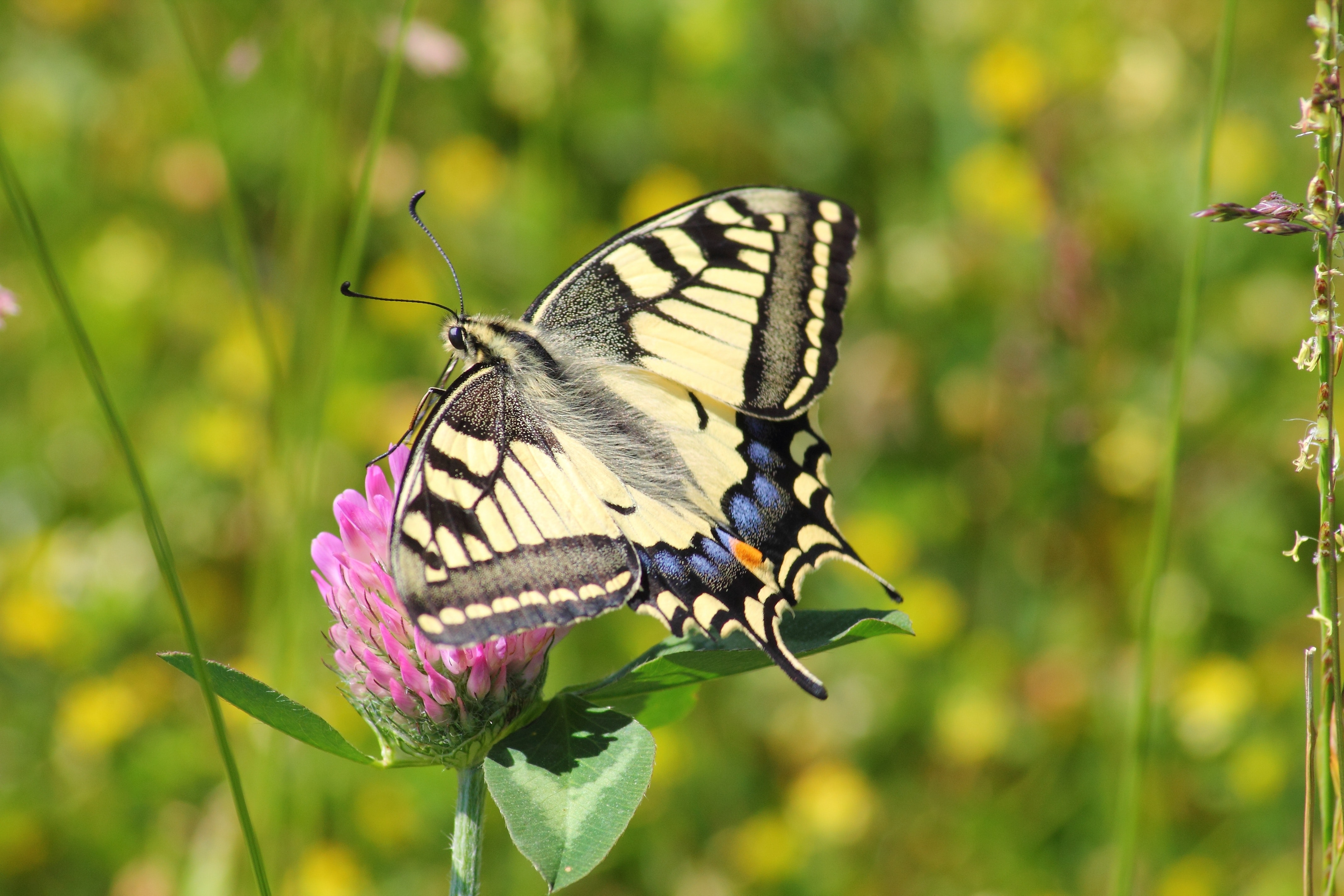 Black white and blue butterfly on pink flower photo