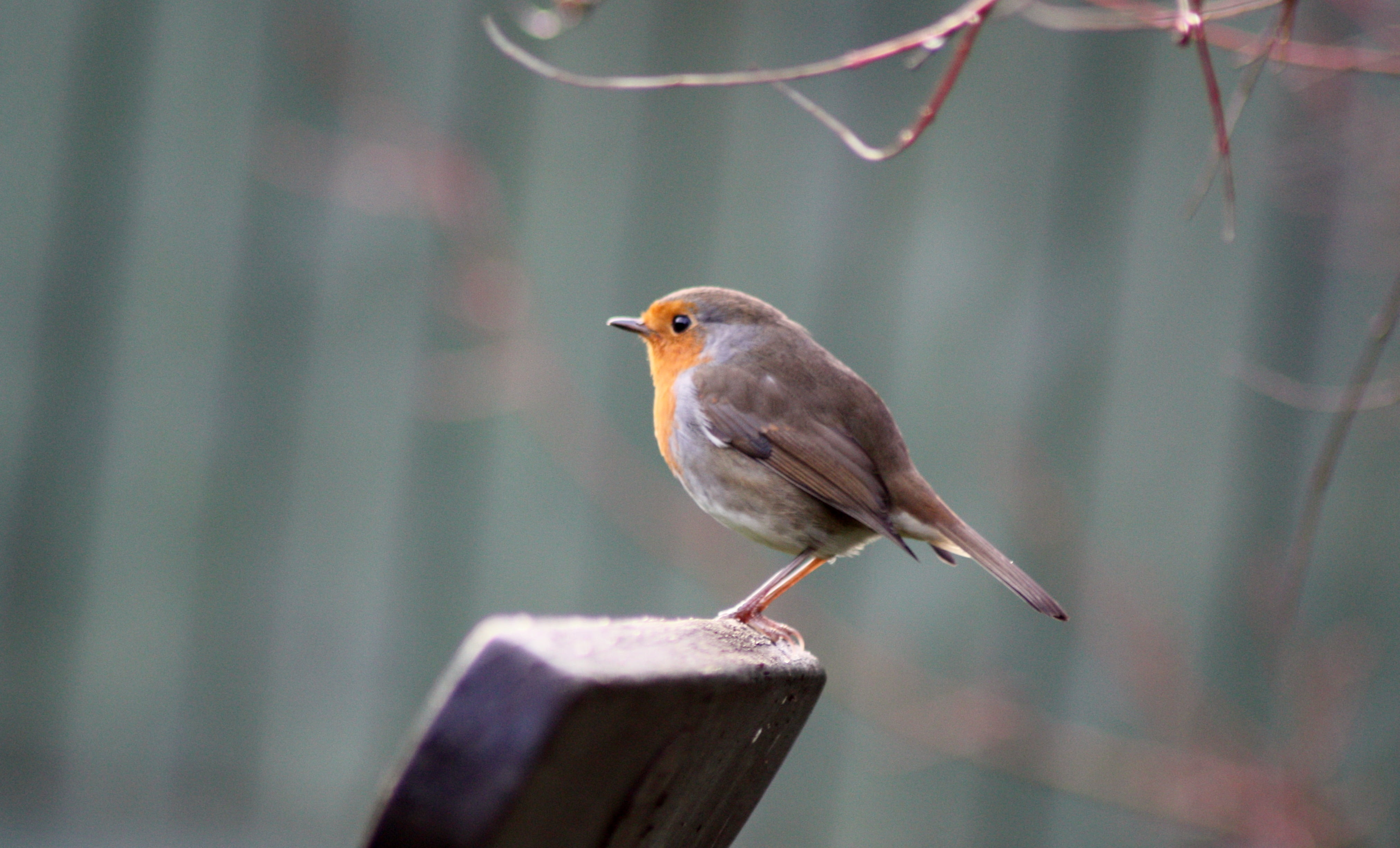 Gray and yellow short-beak bird on top of brown surface, robin HD ...