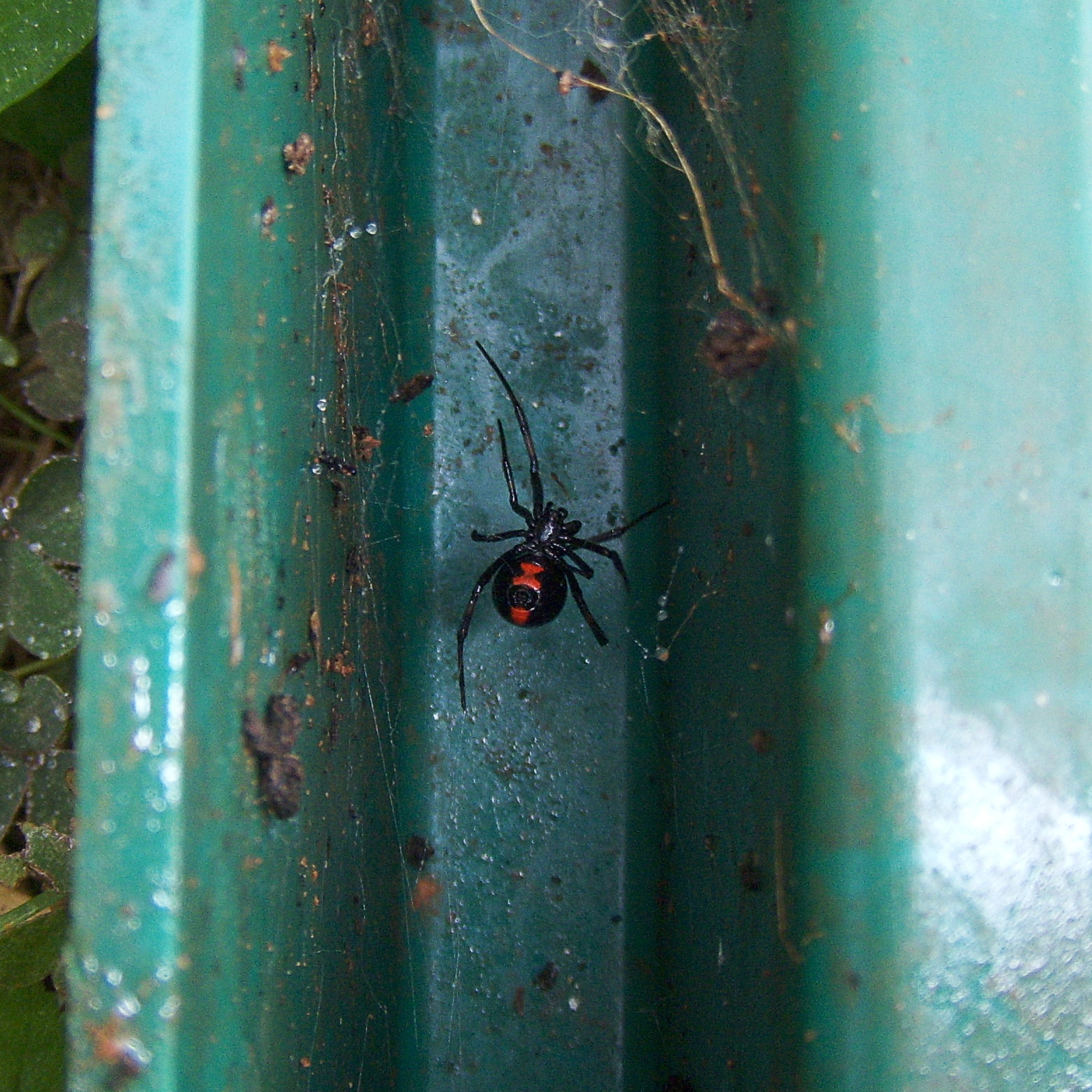 Black widow spider photo