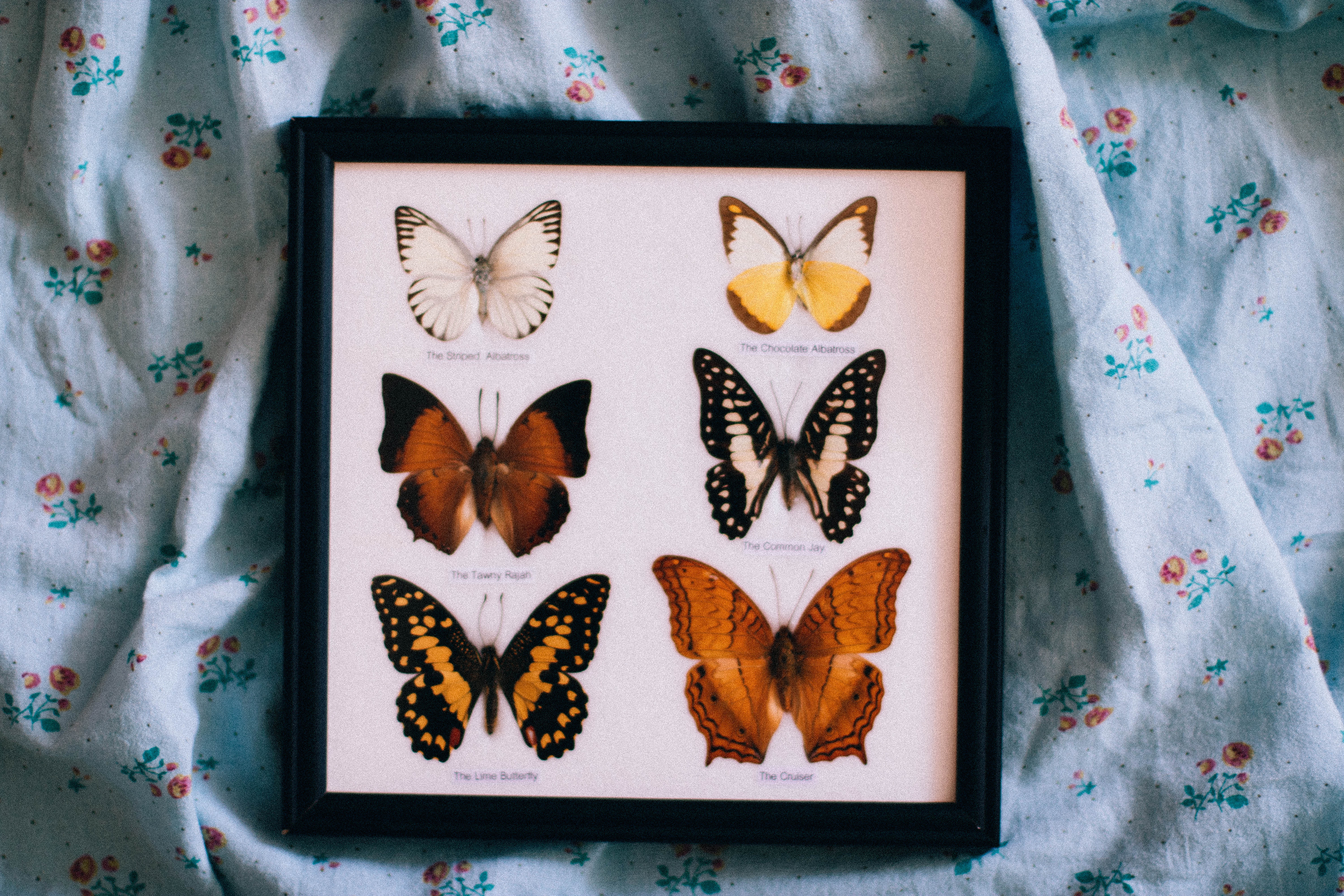 Black wooden framed shadow box of butterflies photo