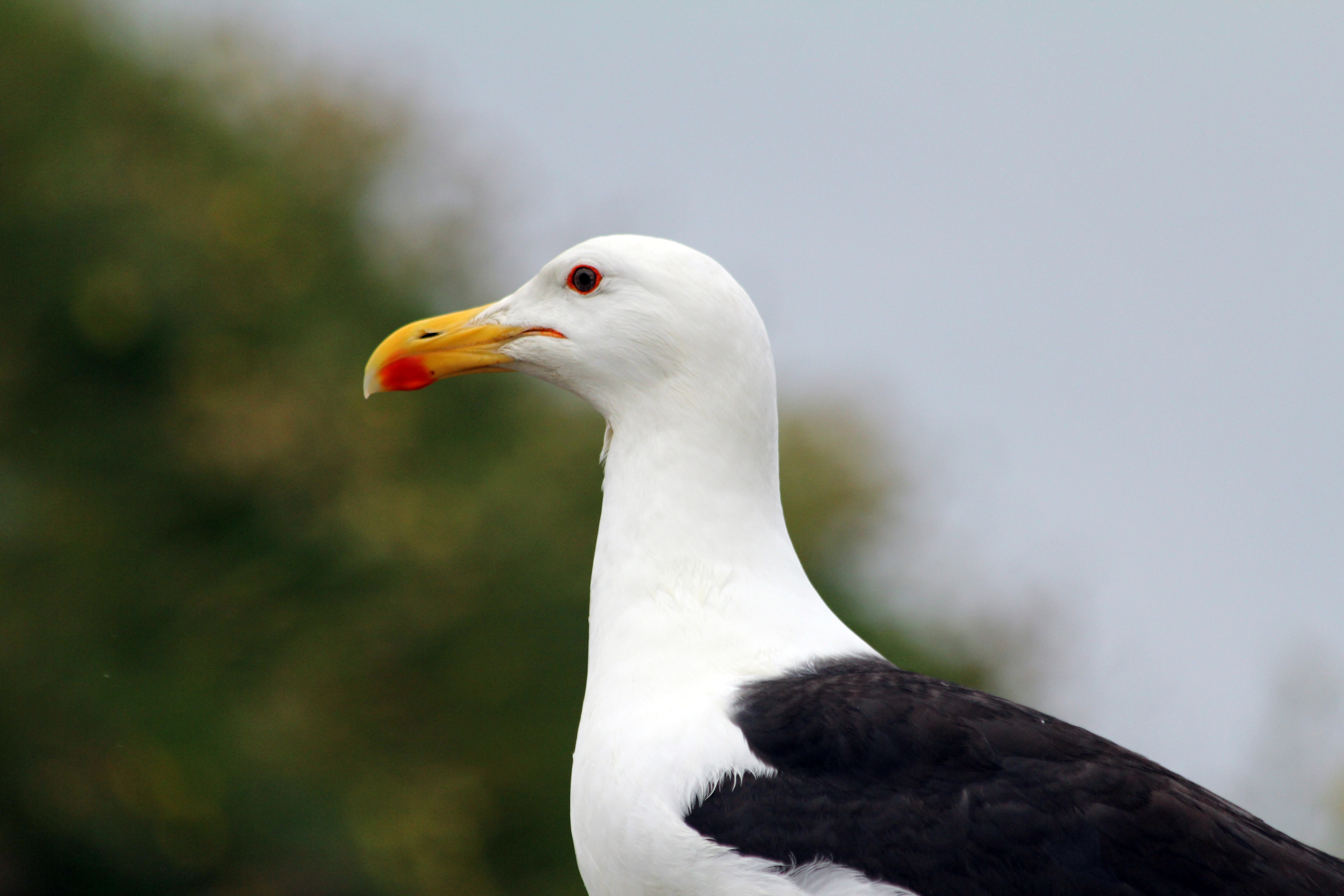 File:Great Black-backed Gull (7551163868).jpg - Wikimedia Commons