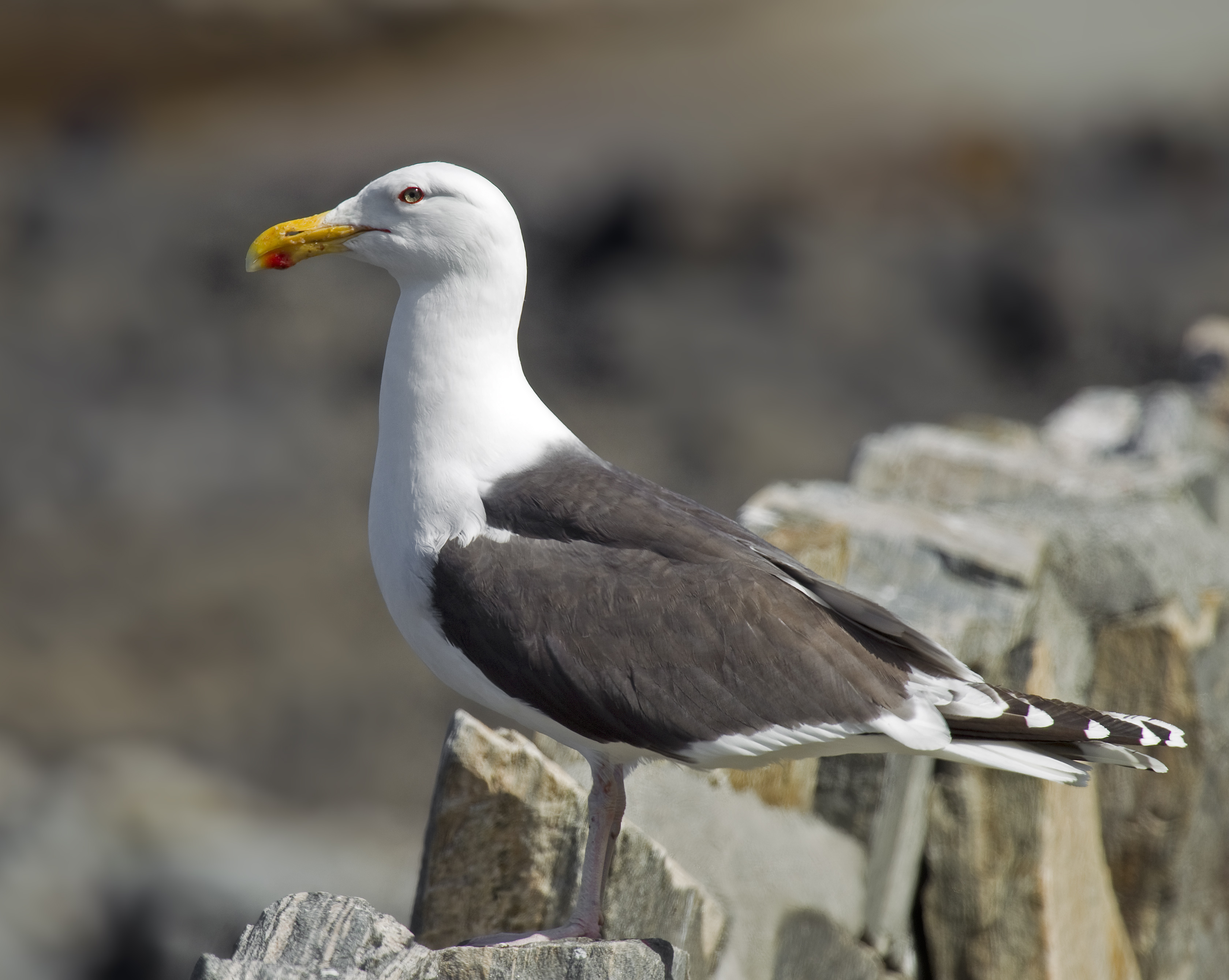 File:Great Black-backed Gull Larus marinus.jpg - Wikimedia Commons