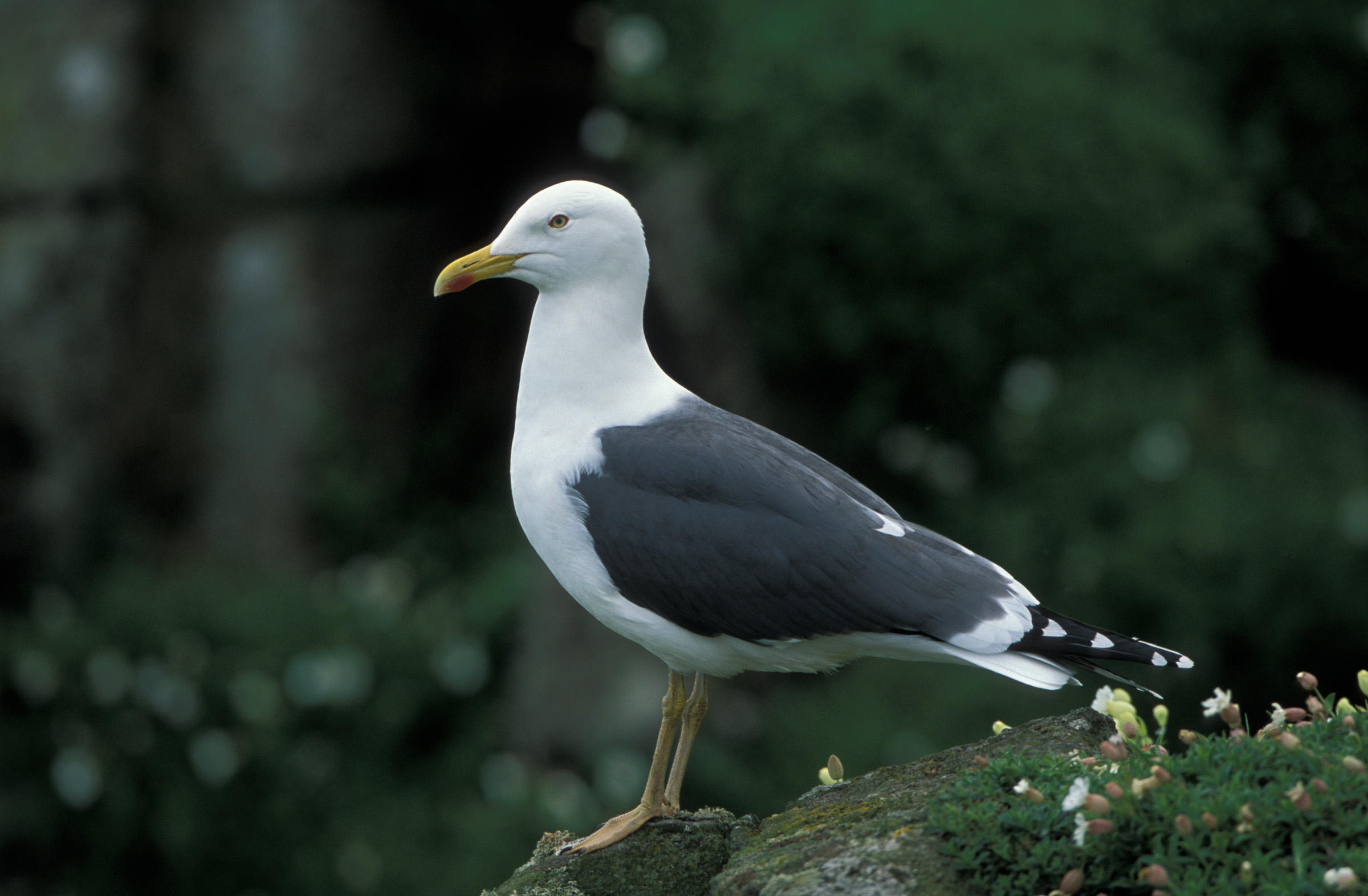 Lesser Black-backed Gull | Audubon Field Guide