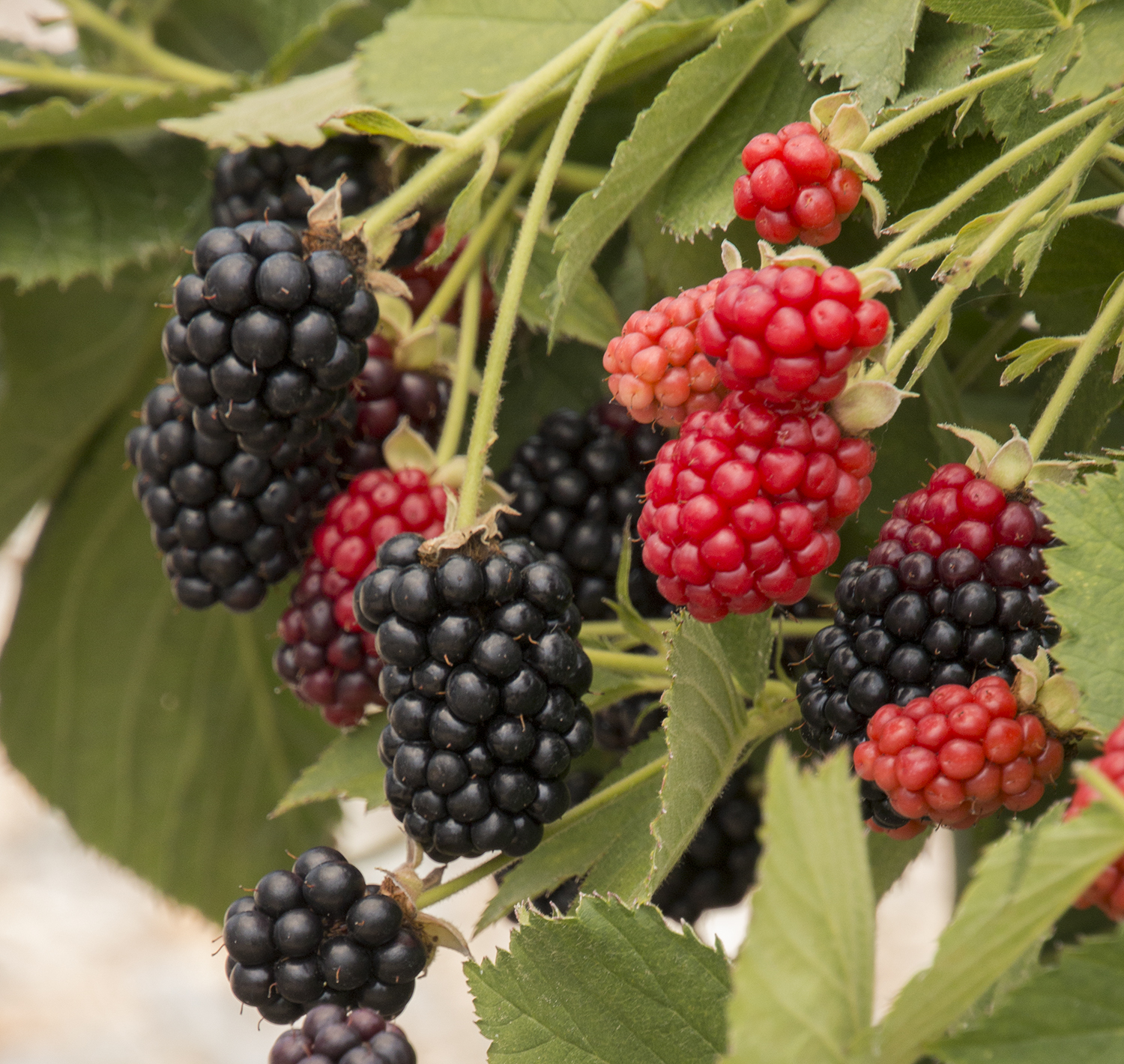 Blackberries: Planting, Growing, and Harvesting Blackberry Bushes ...